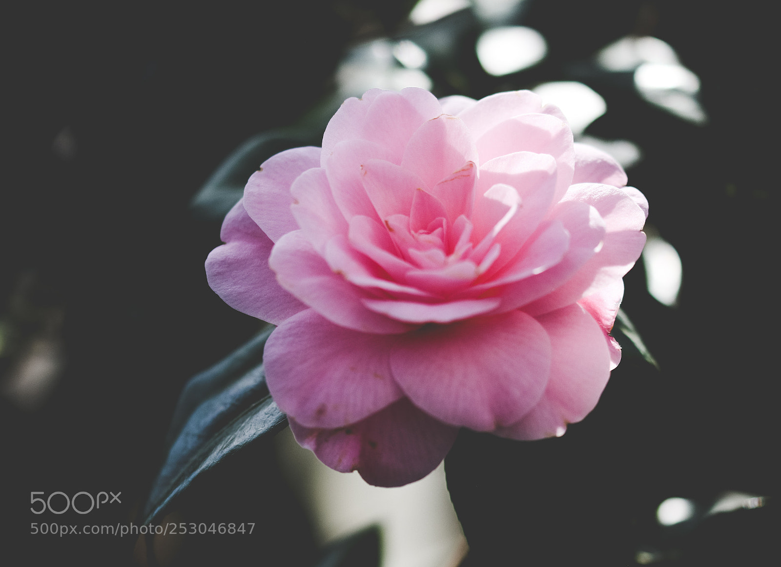 Canon EOS 70D sample photo. Tardei photography