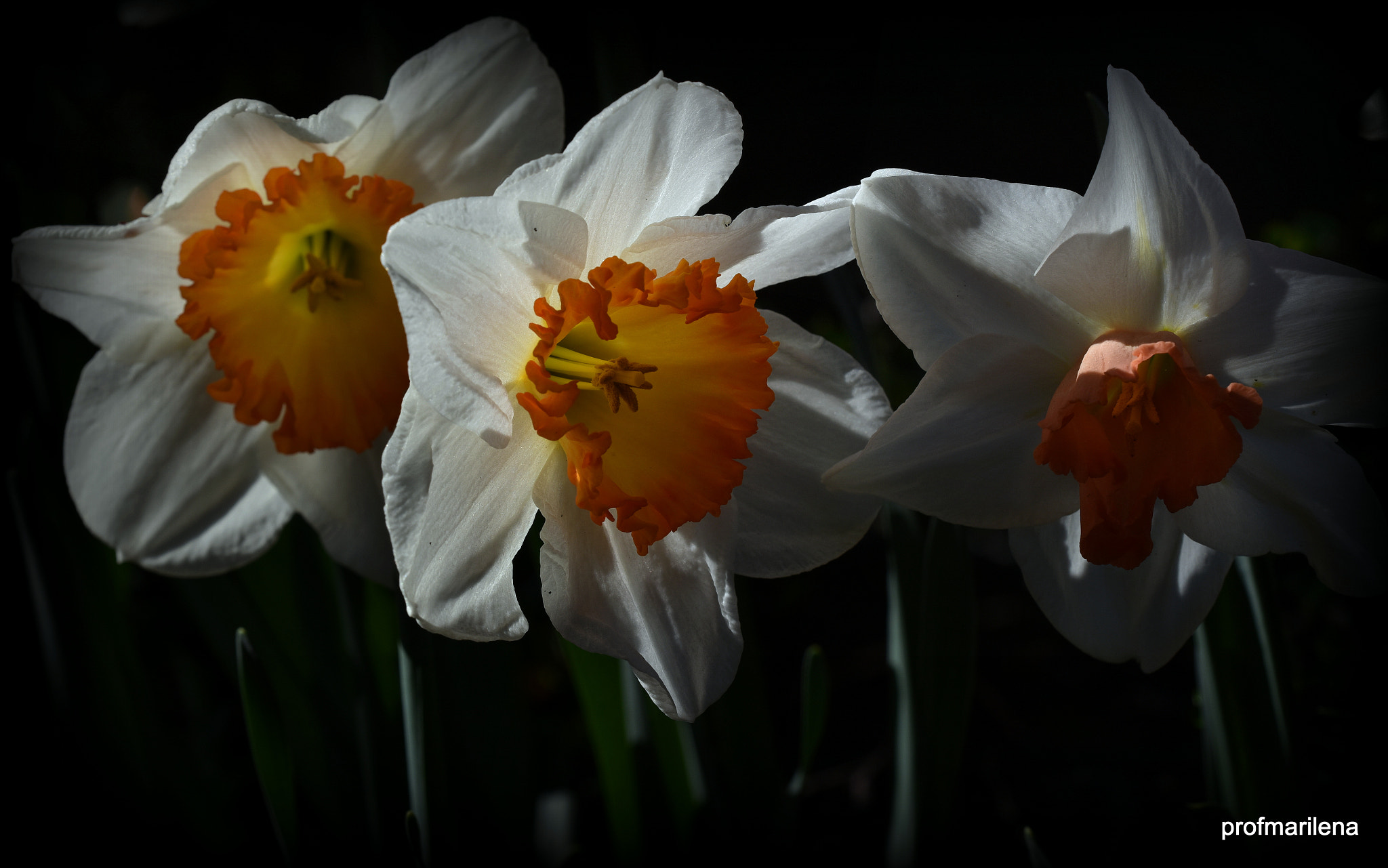 Nikon D810 + Sigma 150mm F2.8 EX DG OS Macro HSM sample photo. Daffodils in my garden photography