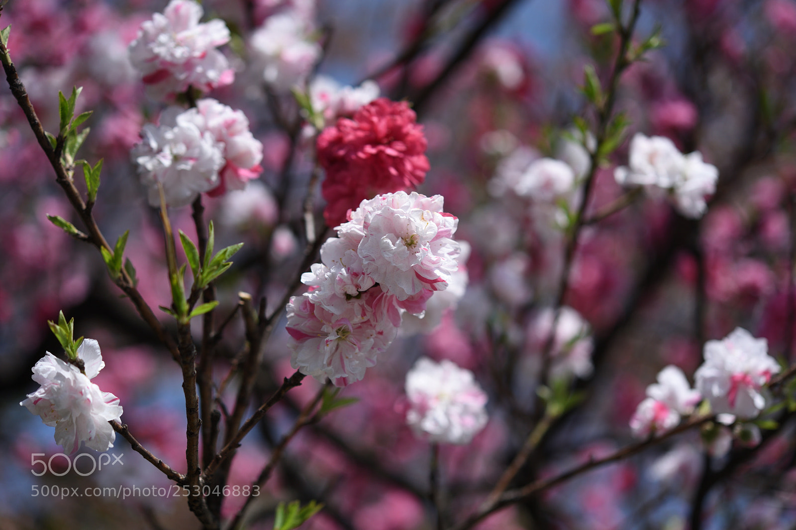 Nikon AF-S Micro-Nikkor 60mm F2.8G ED sample photo. ハナモモ 金沢中村町 photography