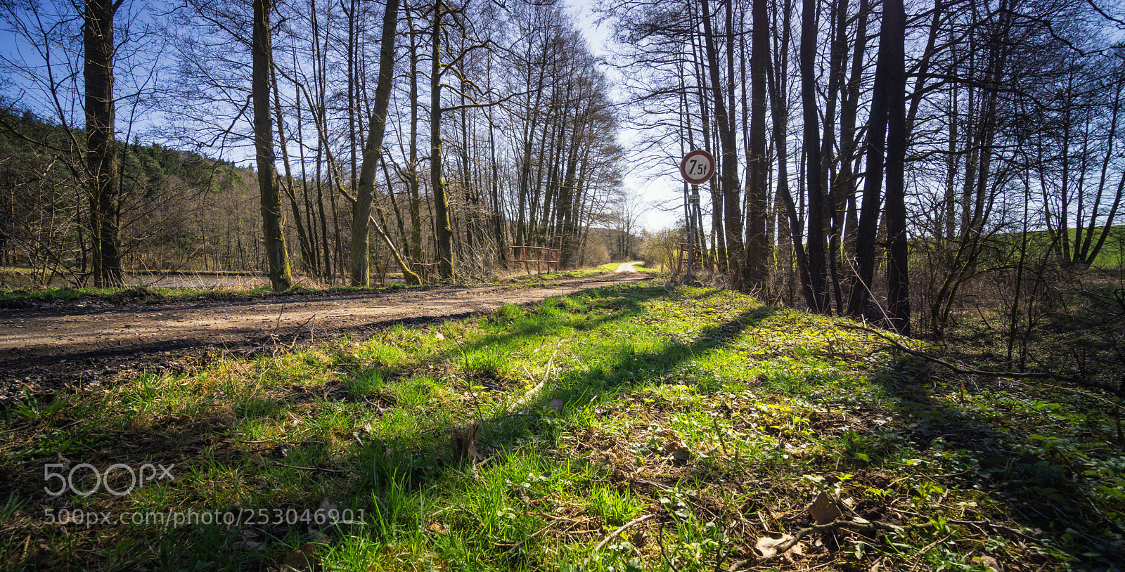 Sony a6000 sample photo. Forest view to the photography