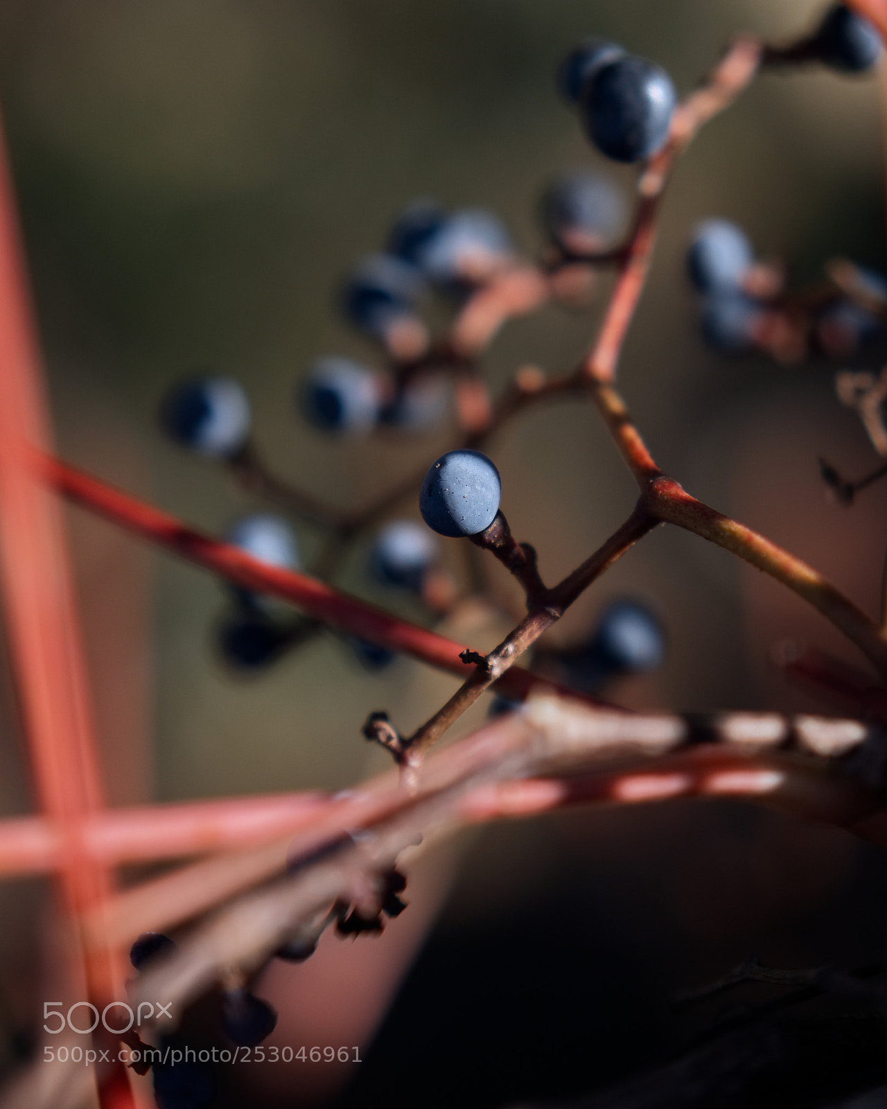 Panasonic Lumix DC-GH5 sample photo. Octobre photography