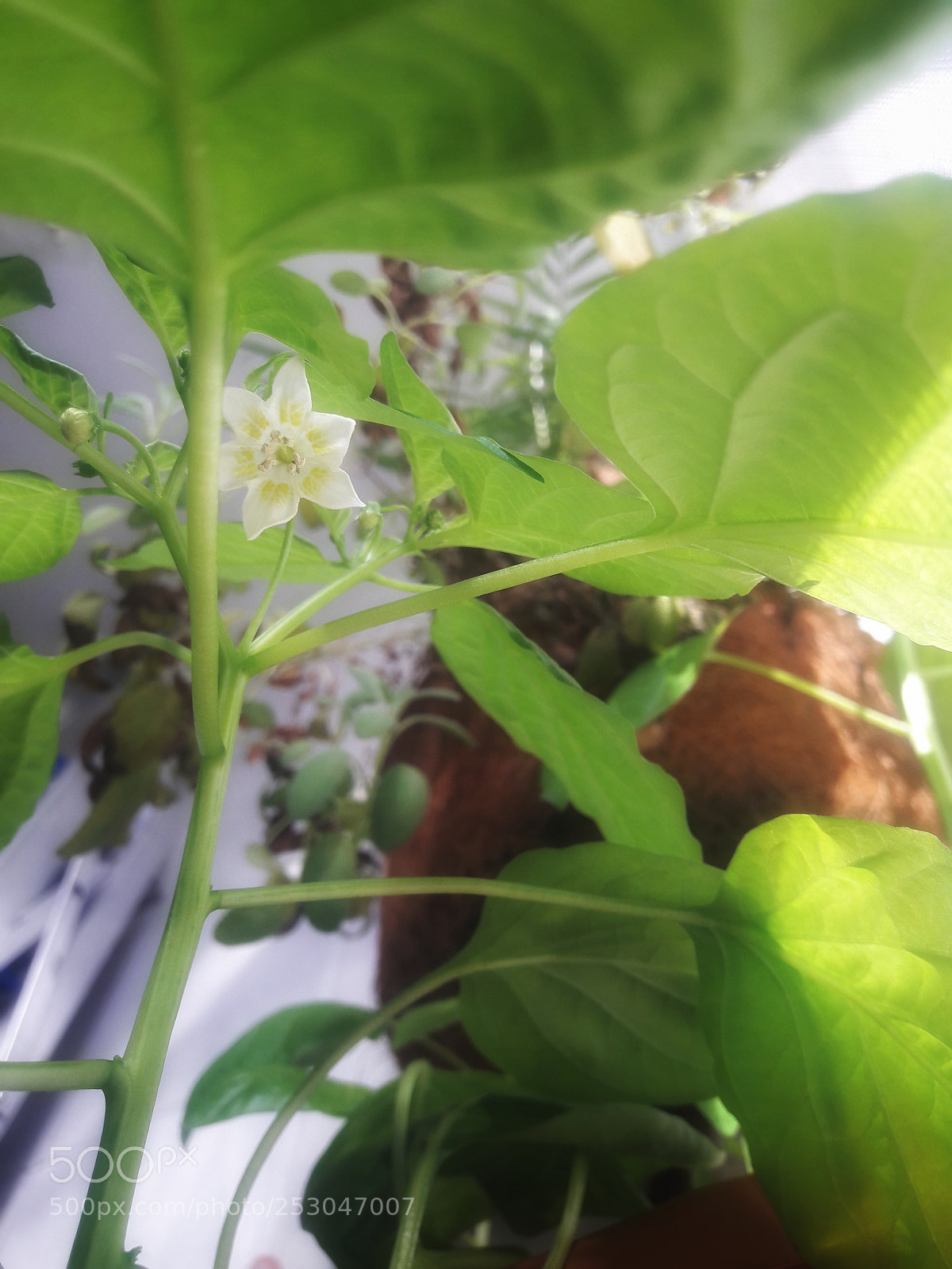 Samsung Galaxy J7 sample photo. Jamaican pepper flower photography