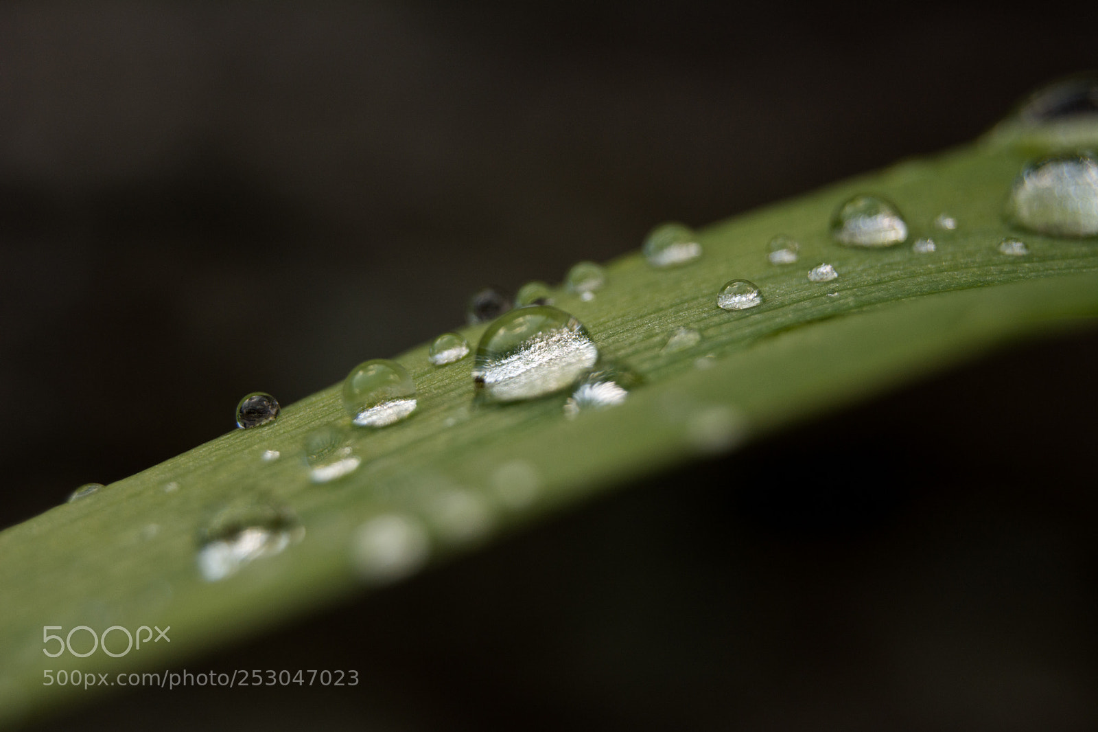 Nikon D5200 sample photo. Drops photography