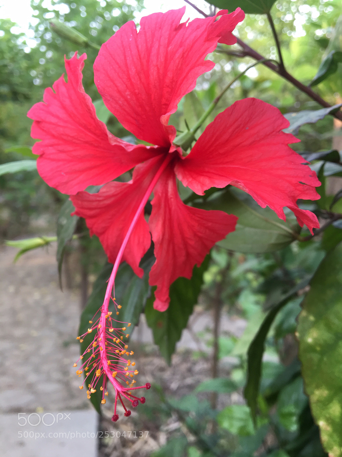 Apple iPhone 6s sample photo. Untitled photography