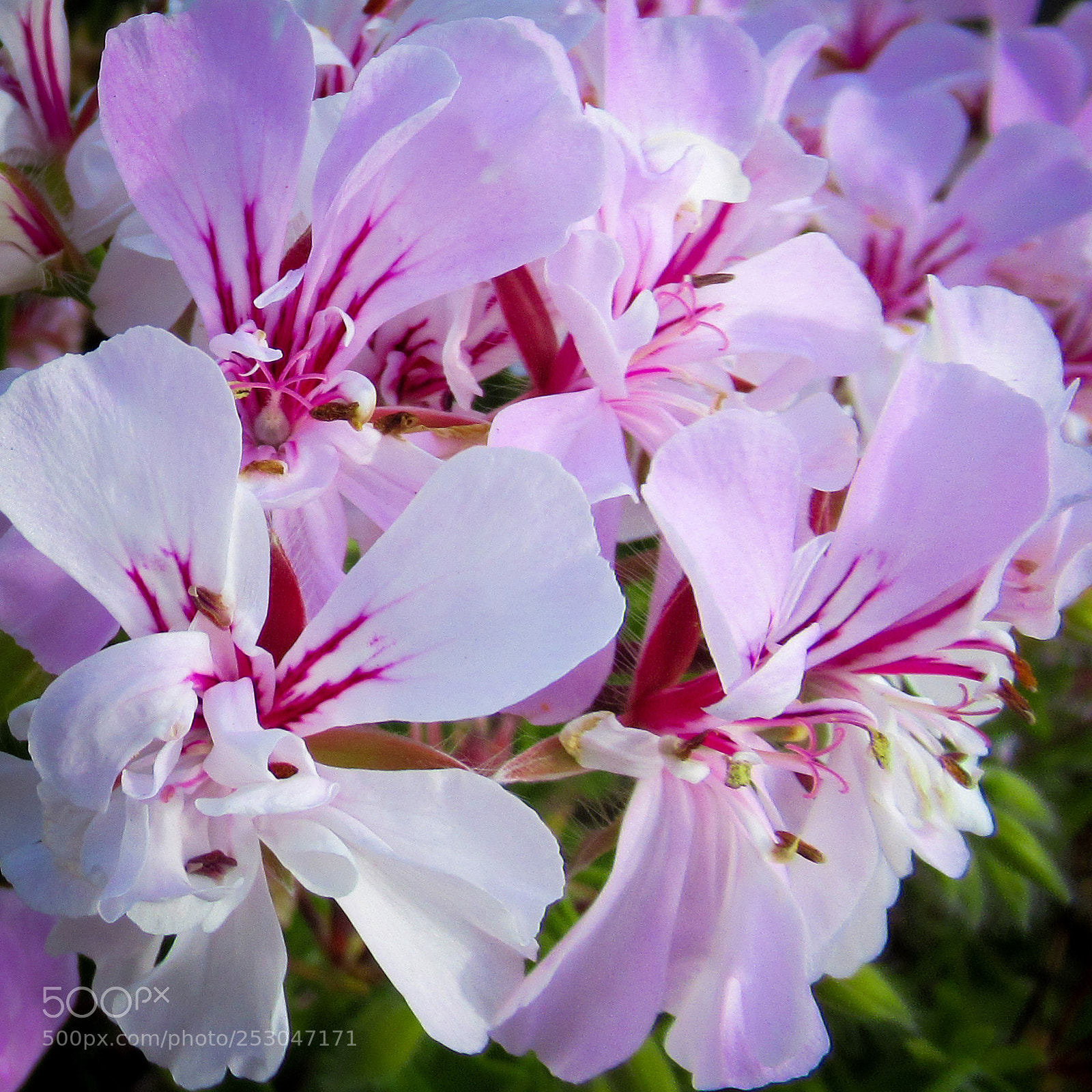 Canon PowerShot SX620 HS sample photo. Pale pink geranium photography
