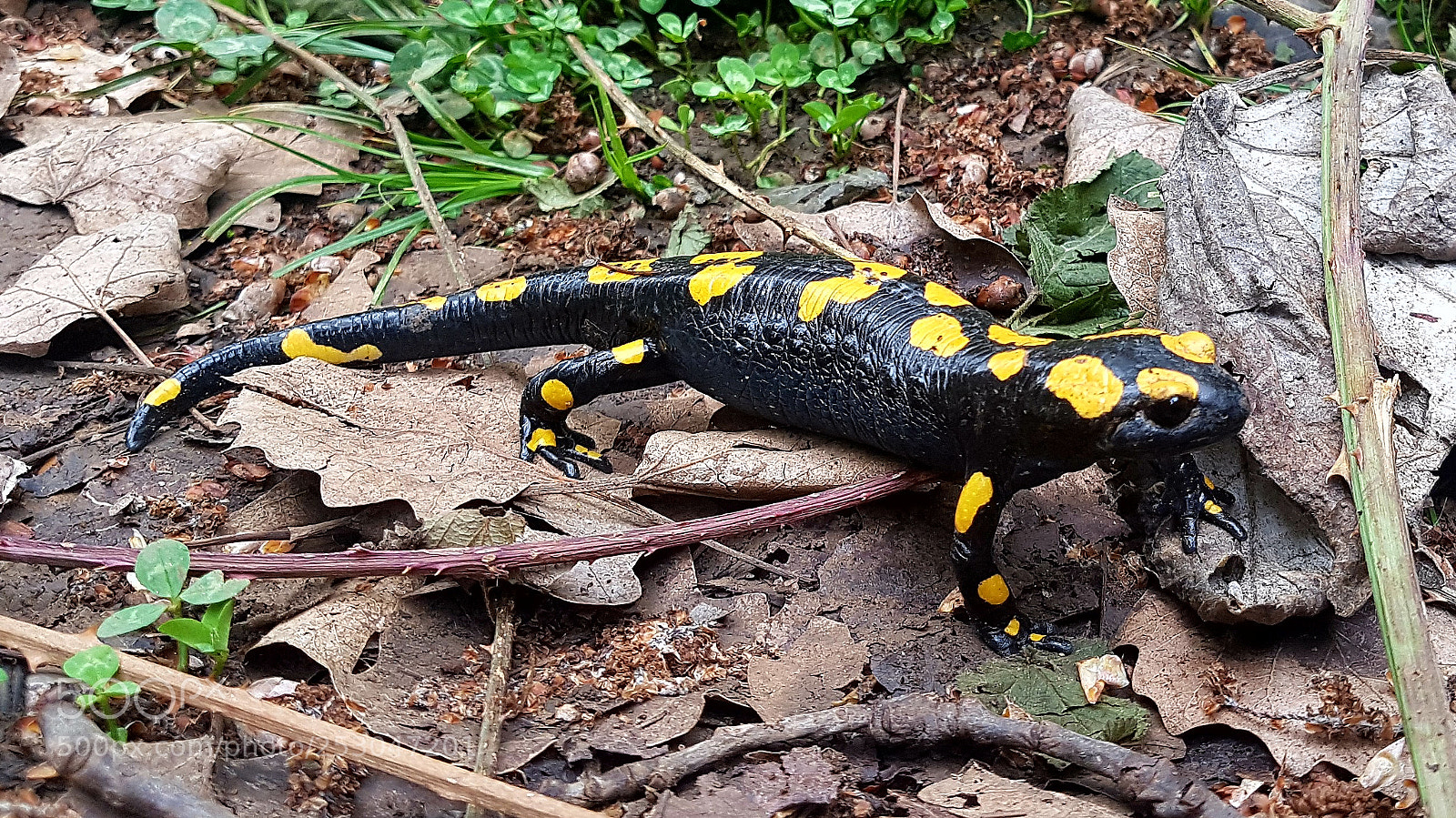 Samsung Galaxy S7 Edge sample photo. Reptile photography