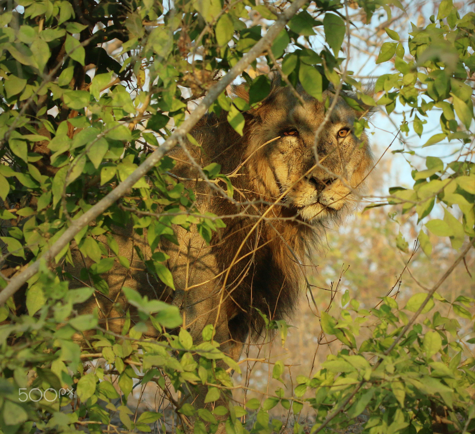 Canon EOS 70D sample photo. Who enters my domain... photography