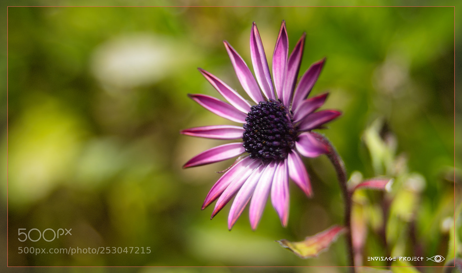 Sony a7R sample photo. Daisy photography