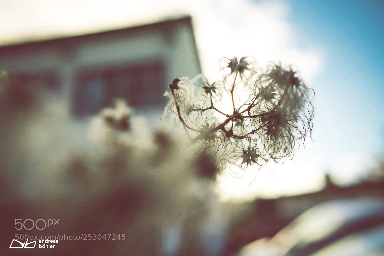 Sony a7R II sample photo. Spring flowers photography