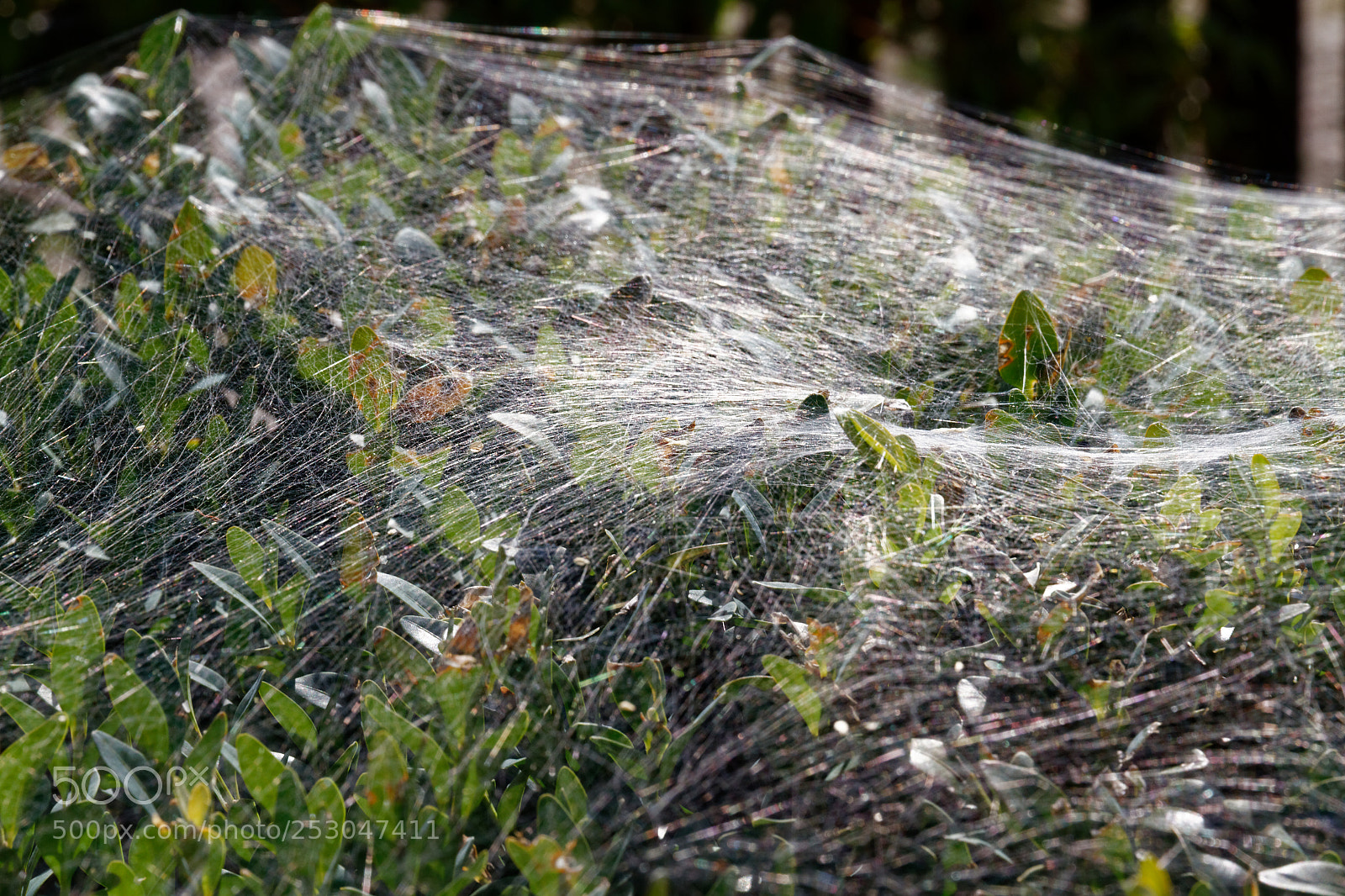 Canon EOS 7D sample photo. Netzwerk photography