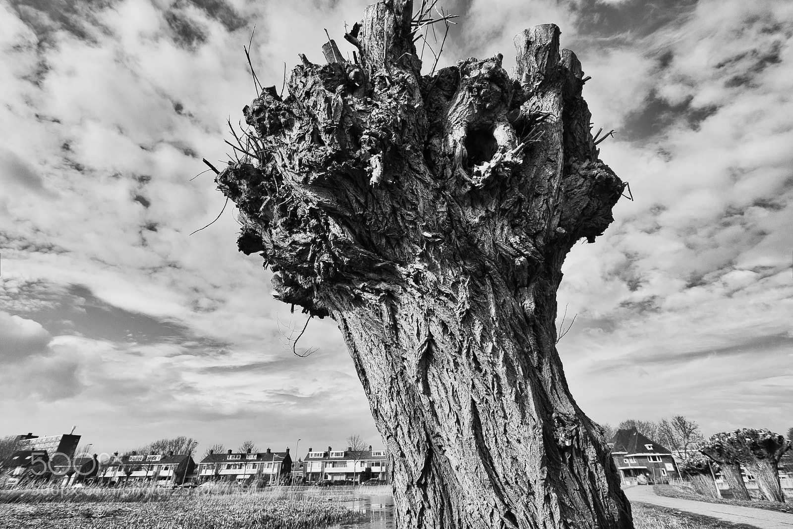 Nikon D5300 sample photo. Knotted willow photography