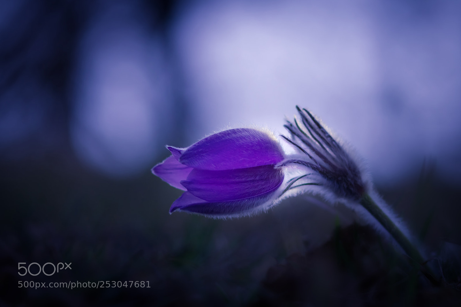 Canon EOS 80D sample photo. Pulsatilla ii. photography