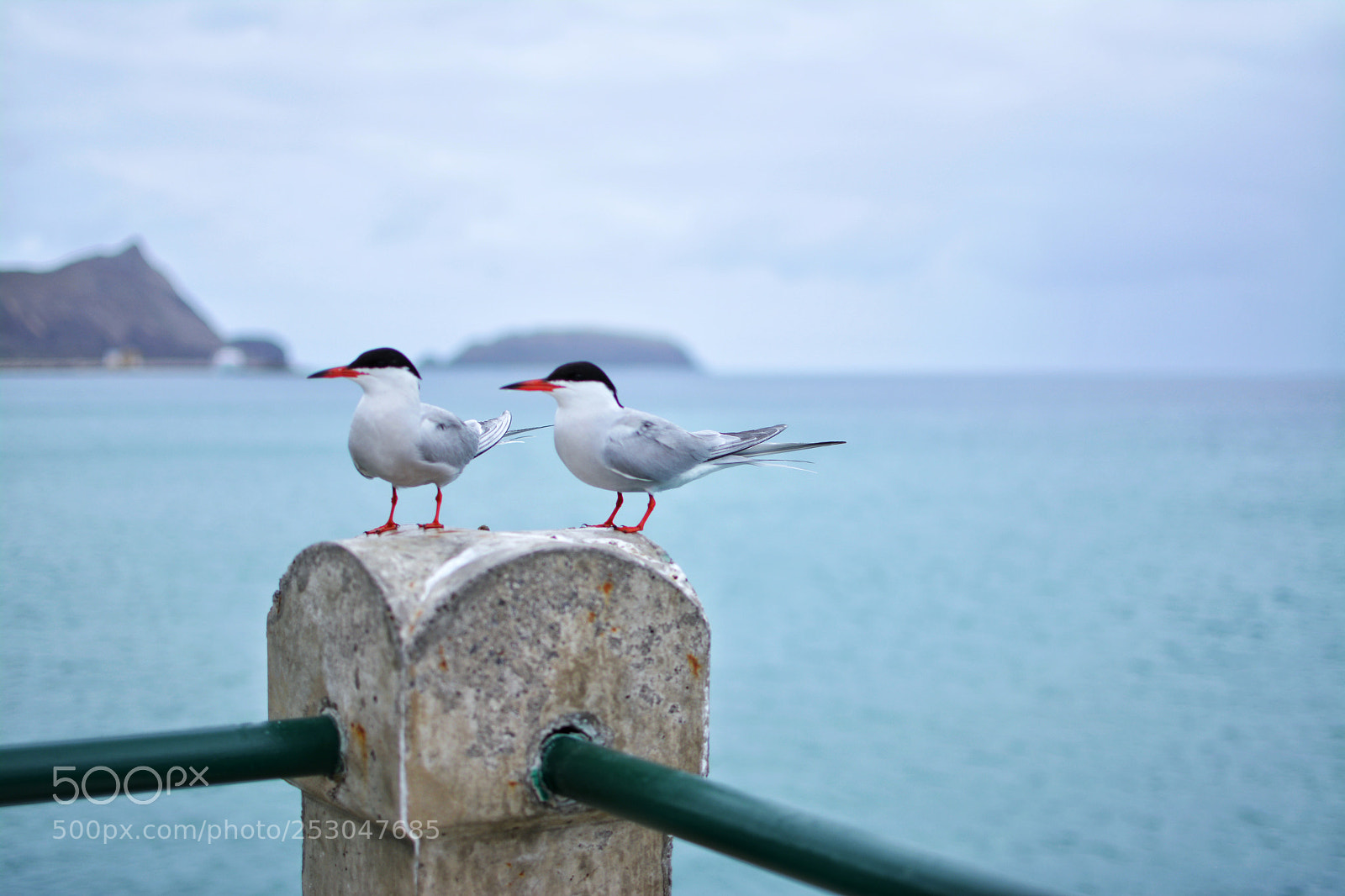 Nikon D5200 sample photo. Bird couple photography