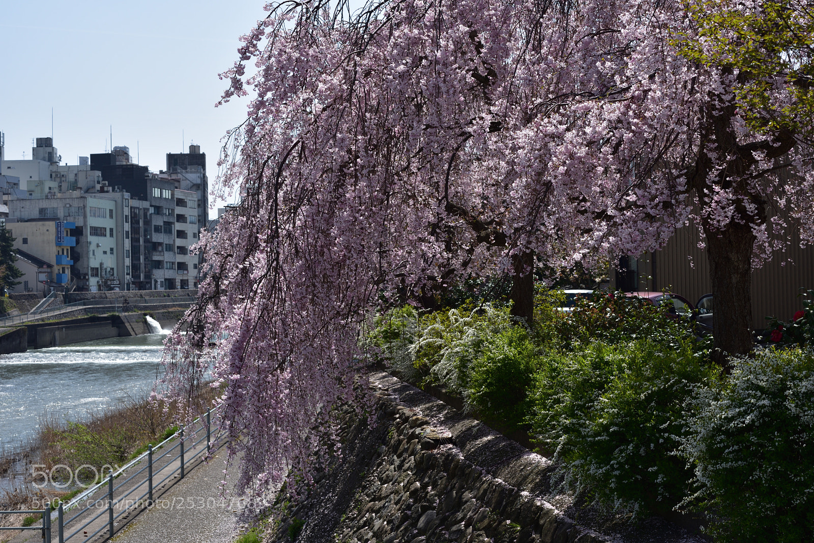 Nikon AF-S Micro-Nikkor 60mm F2.8G ED sample photo. 金沢・犀川べりの枝垂れ桜 photography