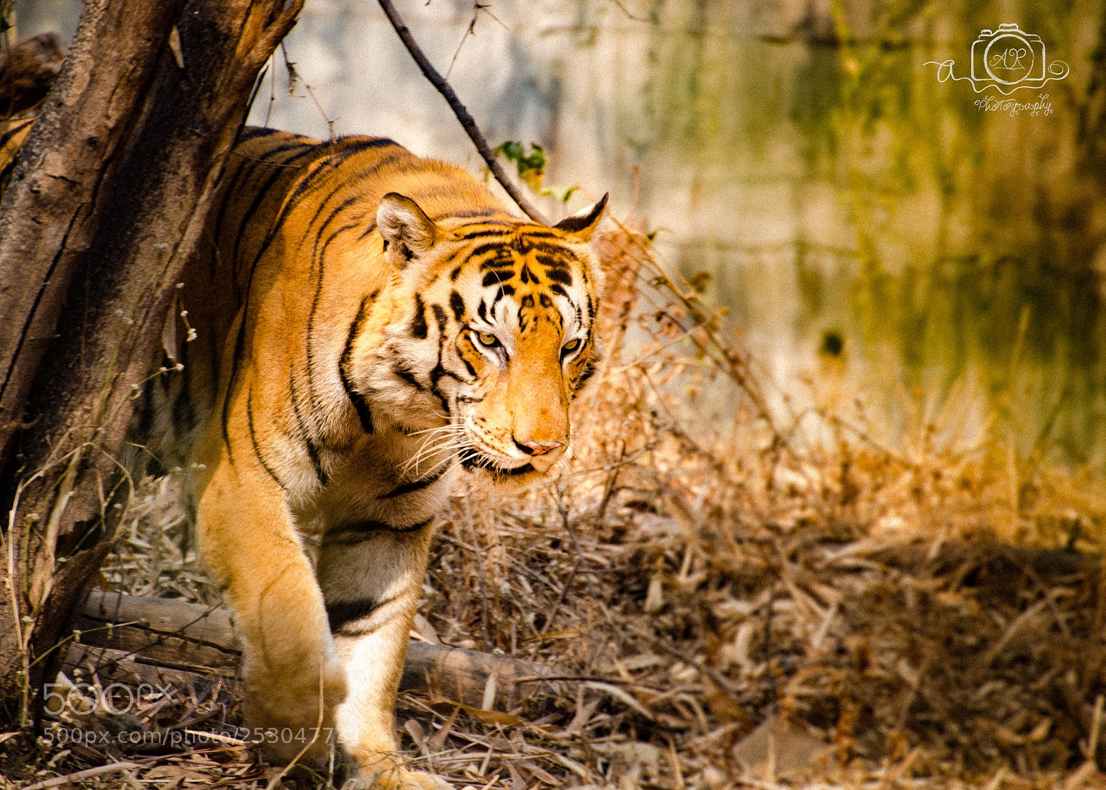 Nikon D5100 sample photo. Indian tiger photography
