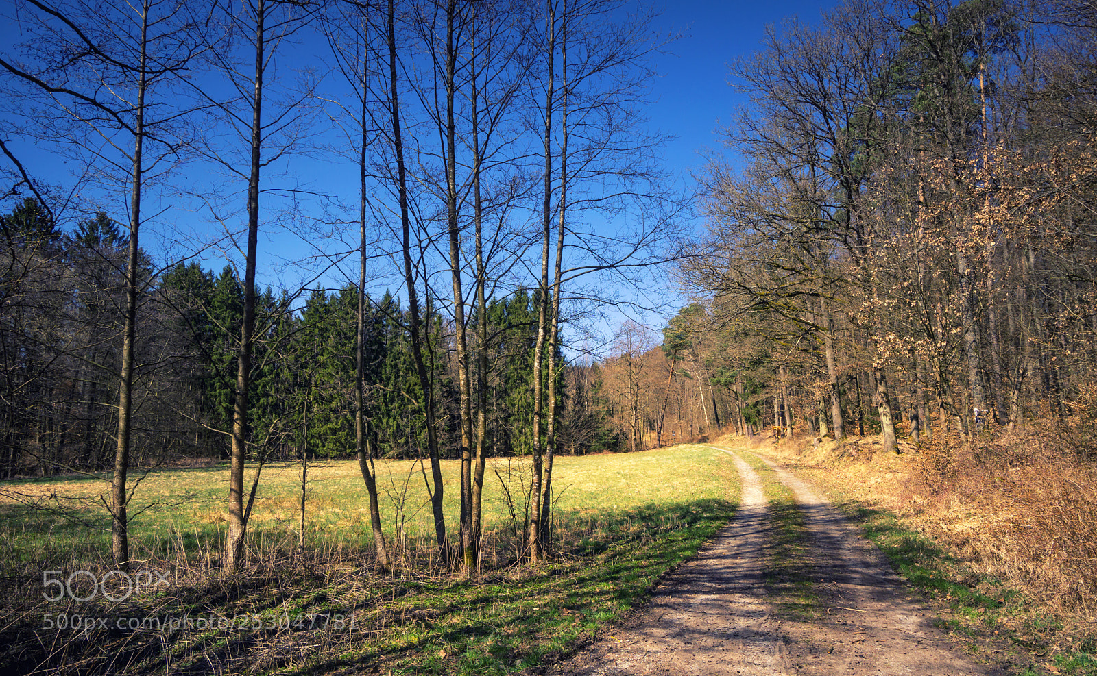 Sony a6000 sample photo. Forest view to the photography