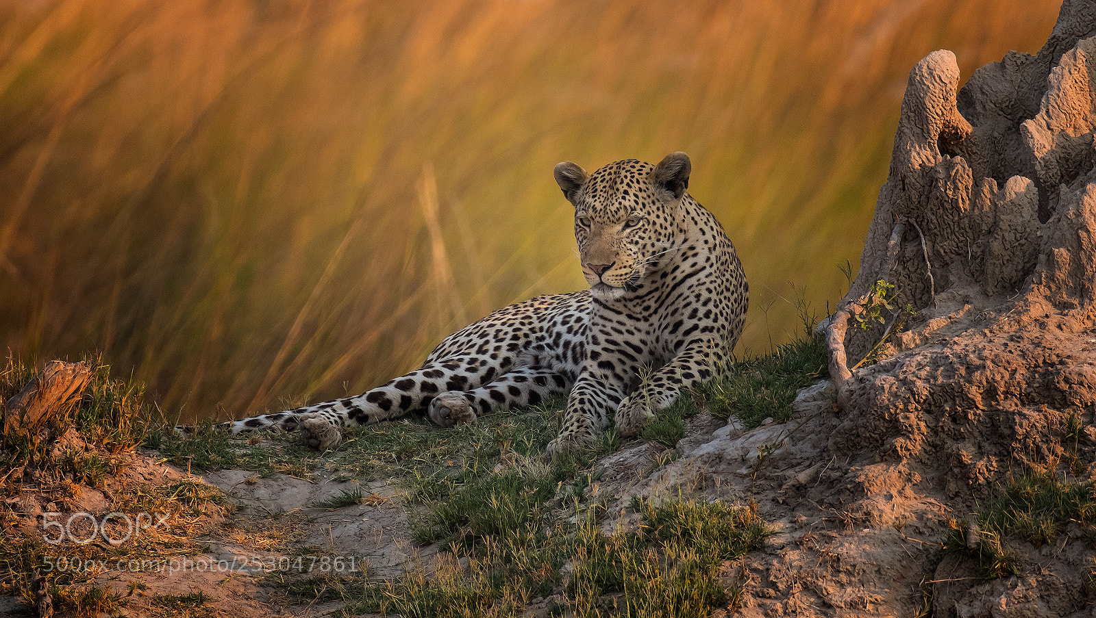 Fujifilm X-T2 sample photo. Leopard photography