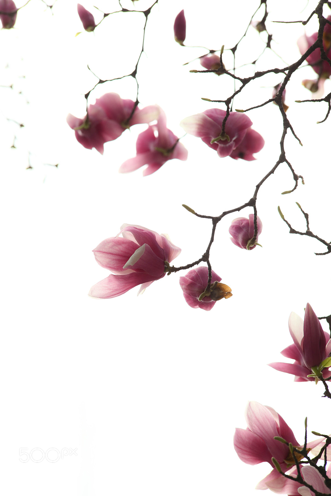 Canon EOS-1D X sample photo. Korea photography