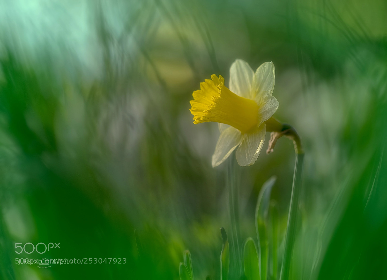 Canon EOS 7D Mark II sample photo. Wild daffodil. photography