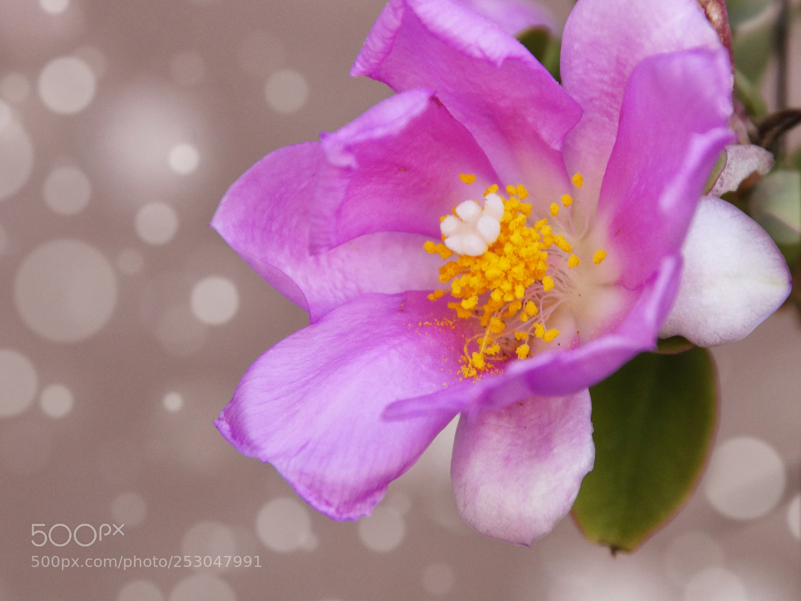 Sony SLT-A57 sample photo. Modest beauty in pink photography