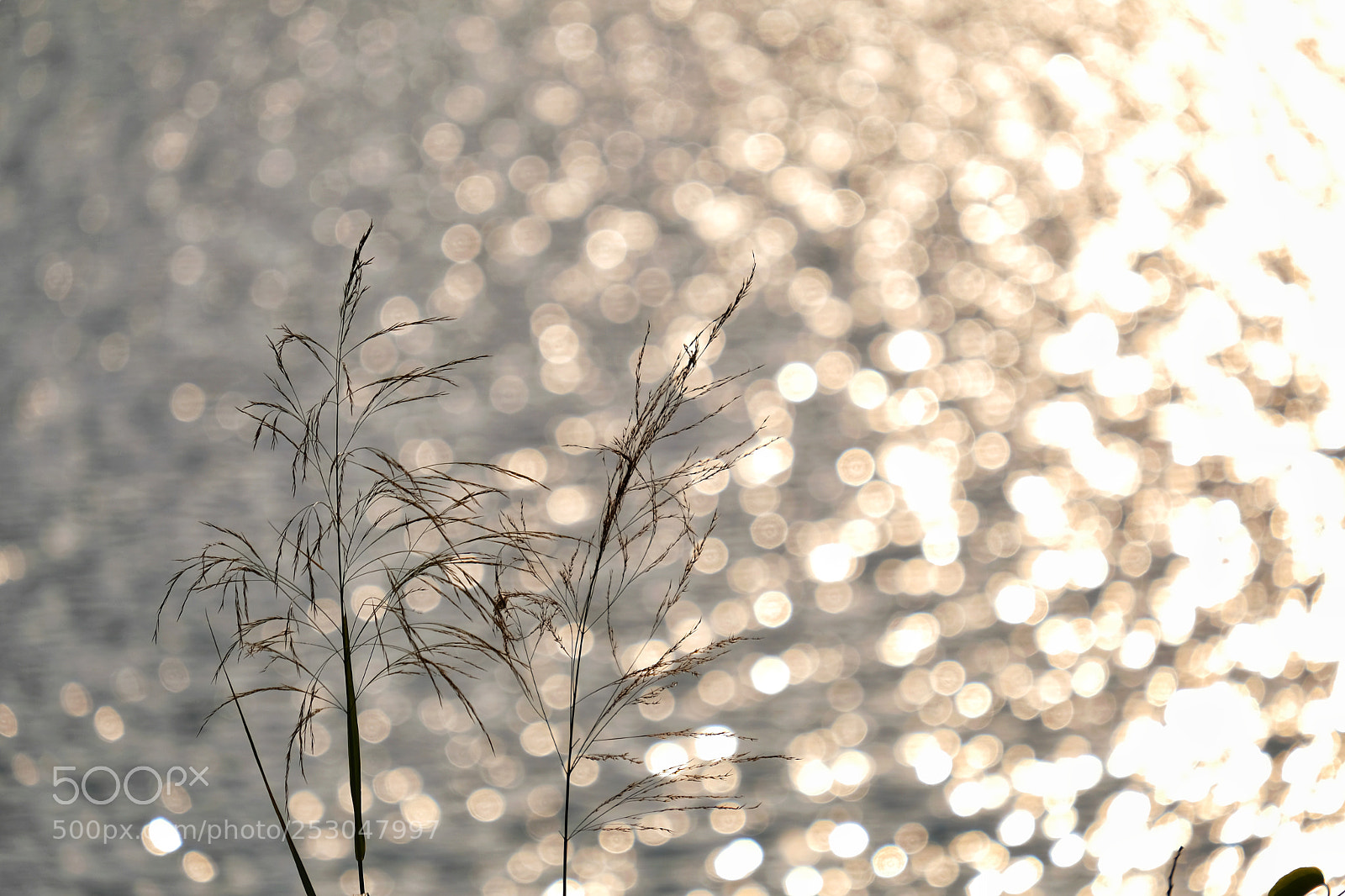 Fujifilm X-T20 sample photo. Couple grass photography