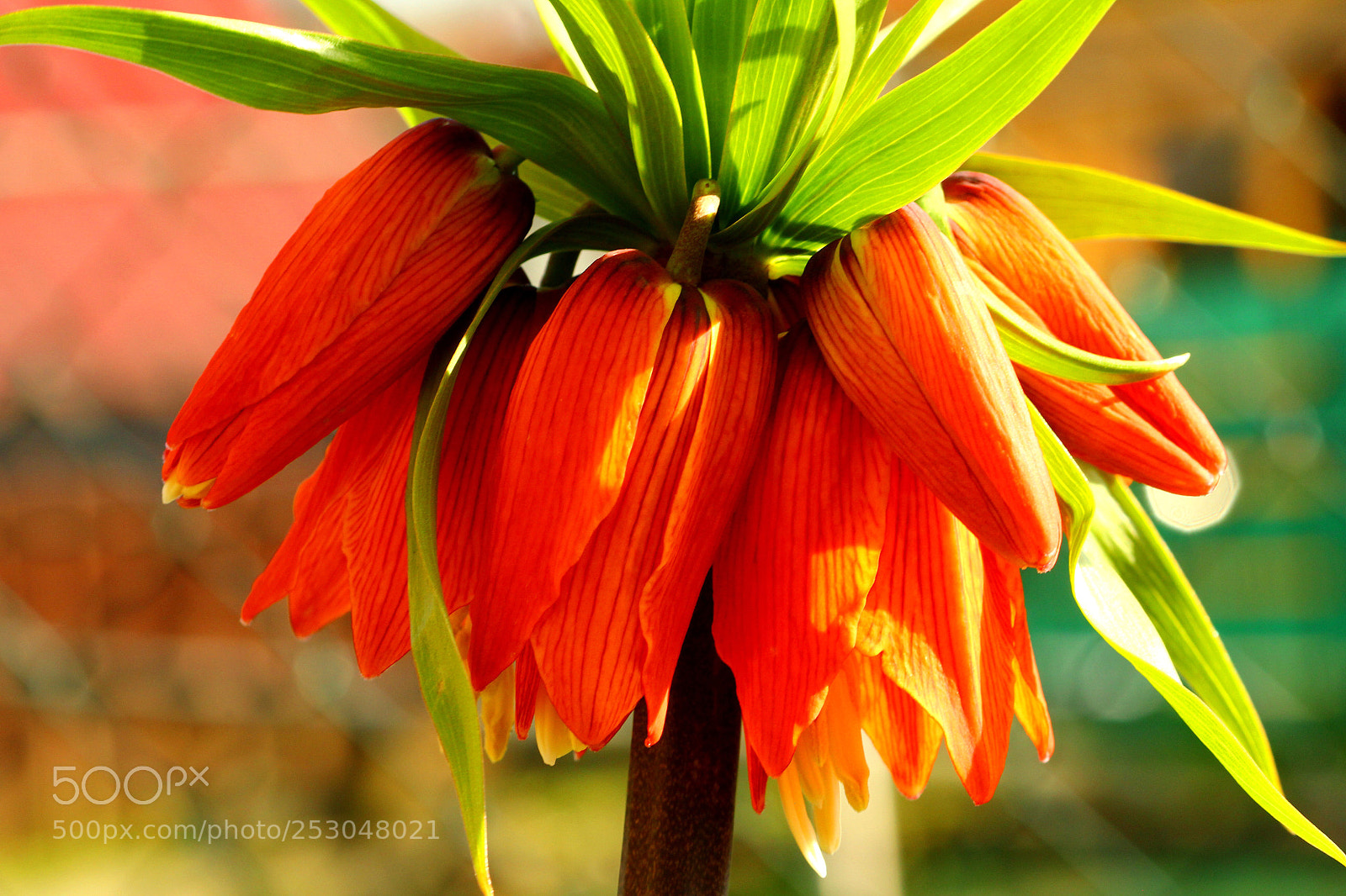 Canon EOS 60D sample photo. Spring photography