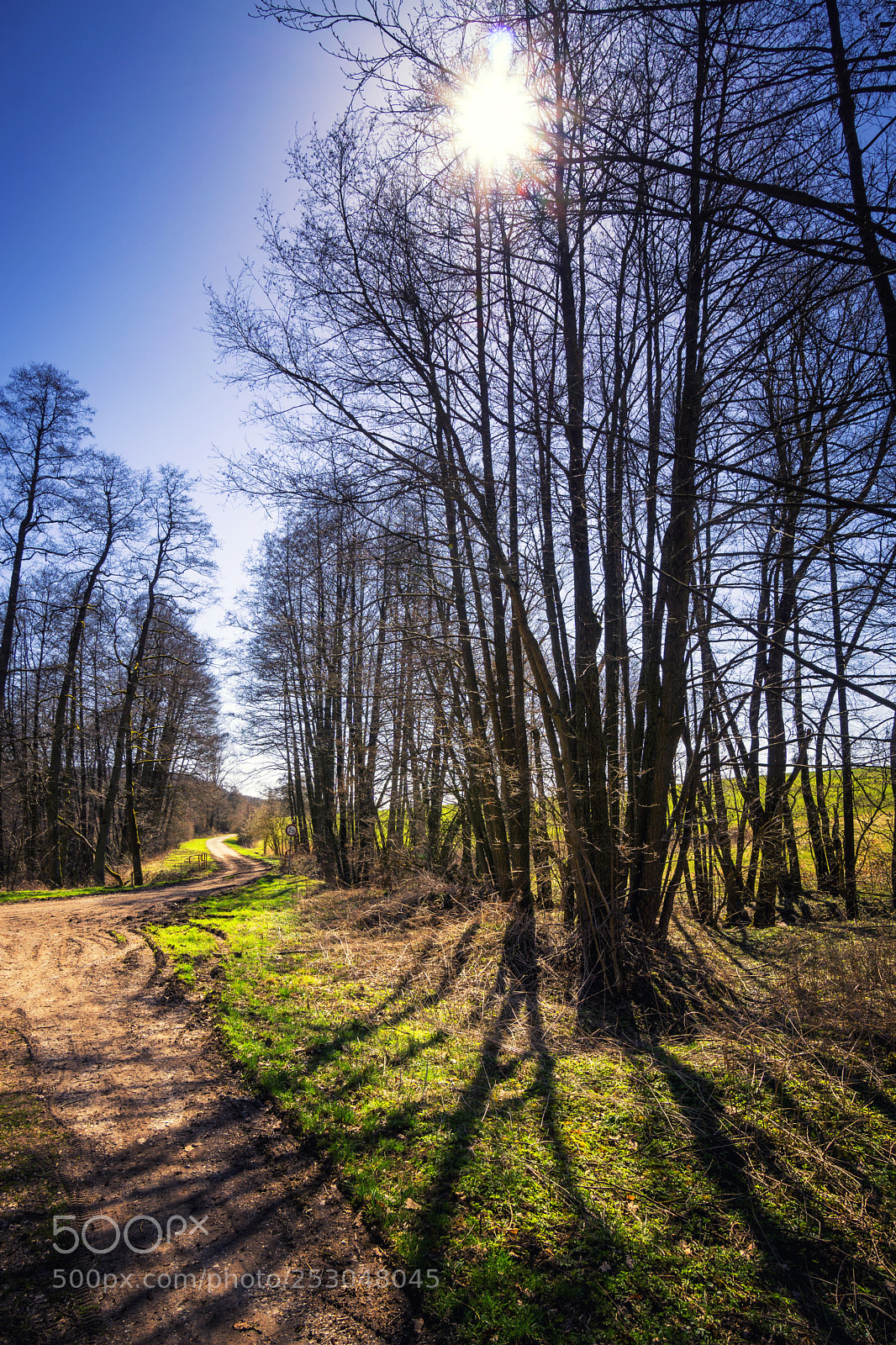 Sony a6000 sample photo. Forest view to the photography