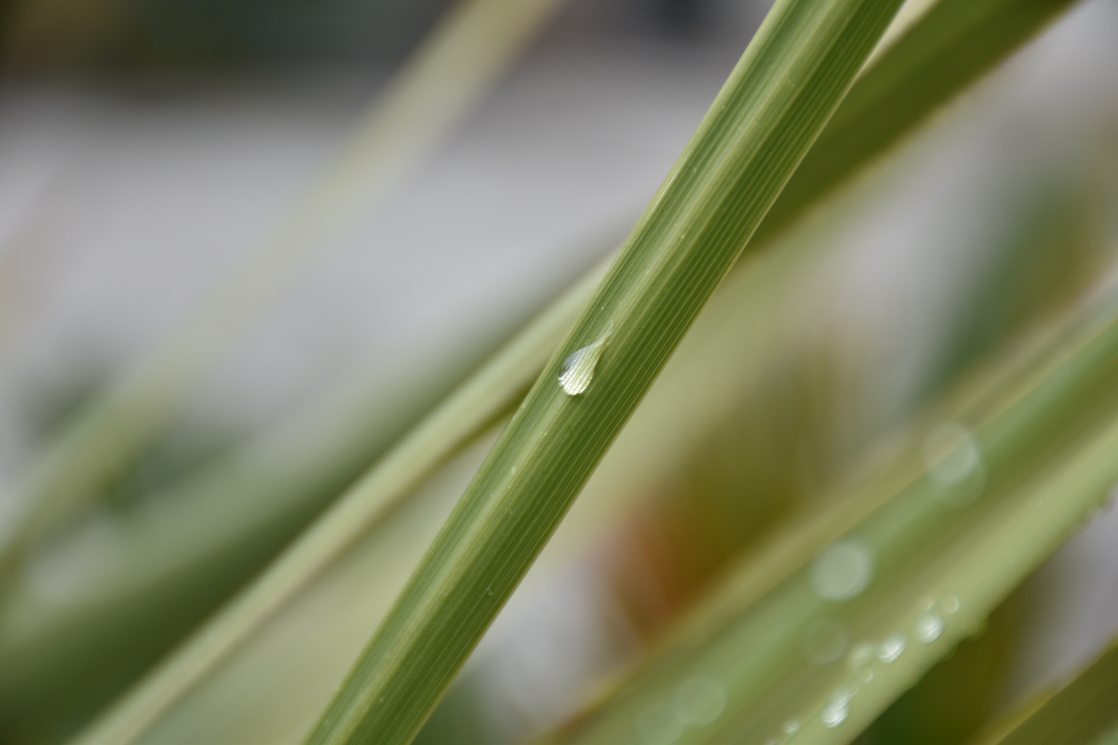 Nikon D5600 sample photo. Larme blanche photography