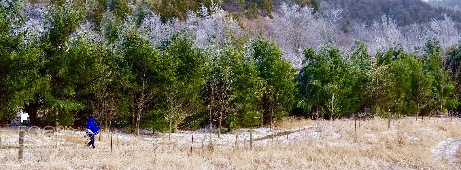 Fujifilm GFX 50S sample photo. 漫天風雪中丶銀裝素裹下的加拿大安大略省hockley valley province park photography