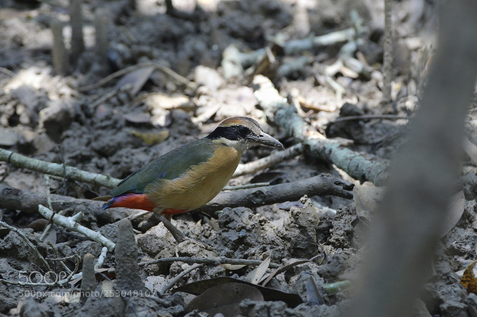 Nikon D500 sample photo. Mangrove pitta photography
