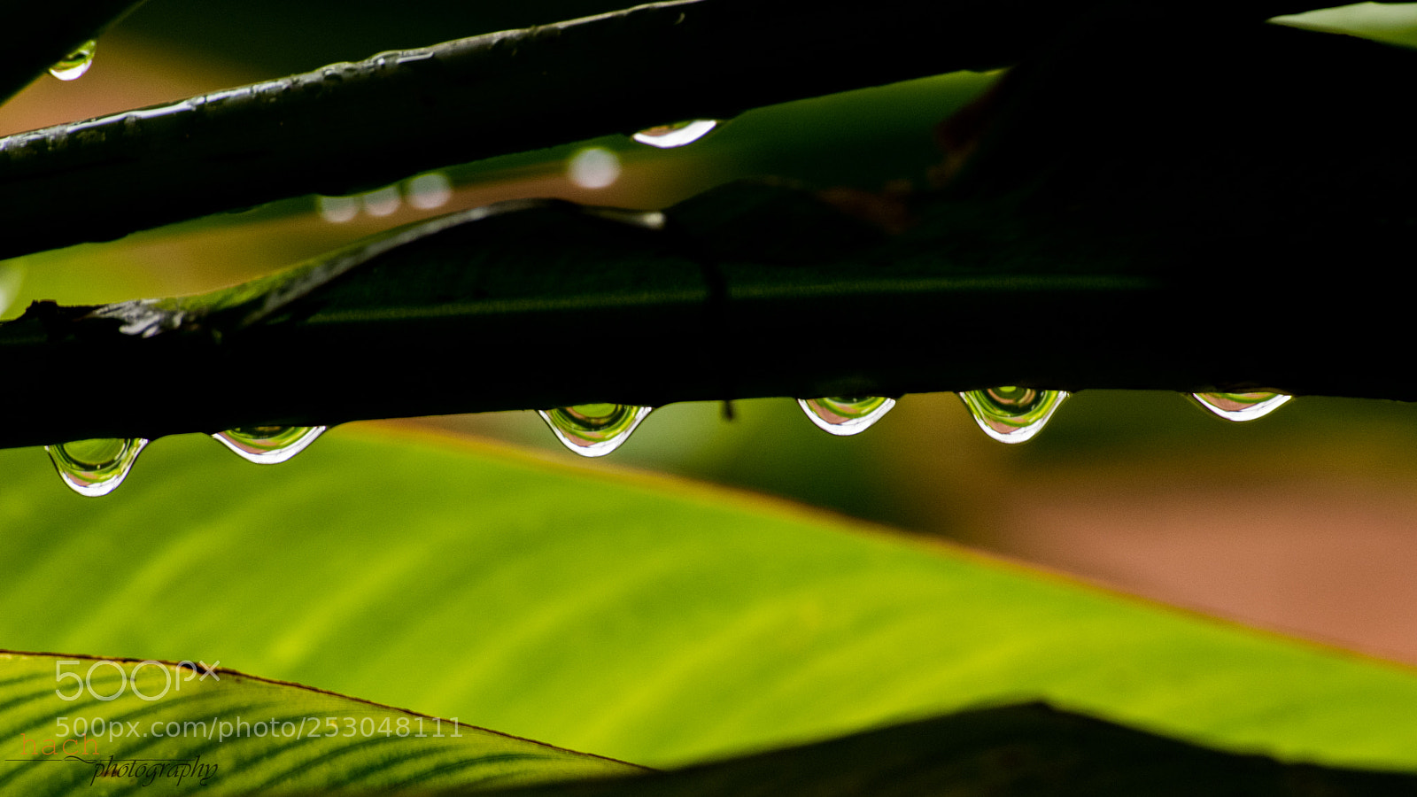 Nikon D5500 sample photo. Reflections photography