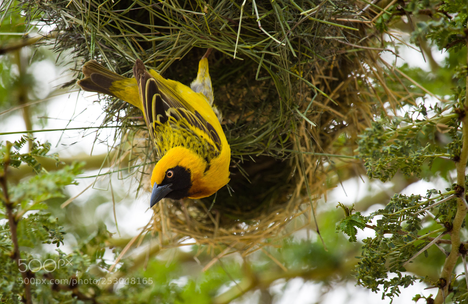 Canon EOS 1300D (EOS Rebel T6 / EOS Kiss X80) sample photo. Nesting  photography