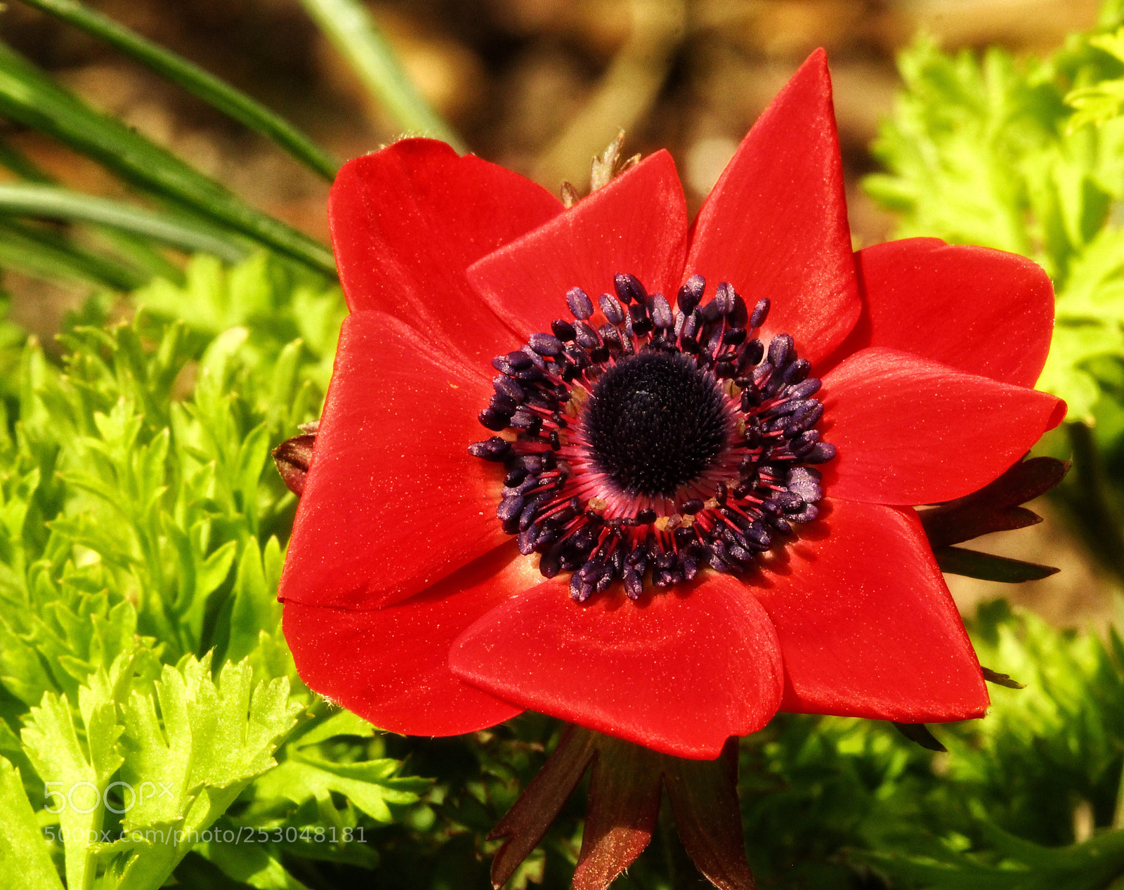 Canon EOS 60D sample photo. Spring 2 photography