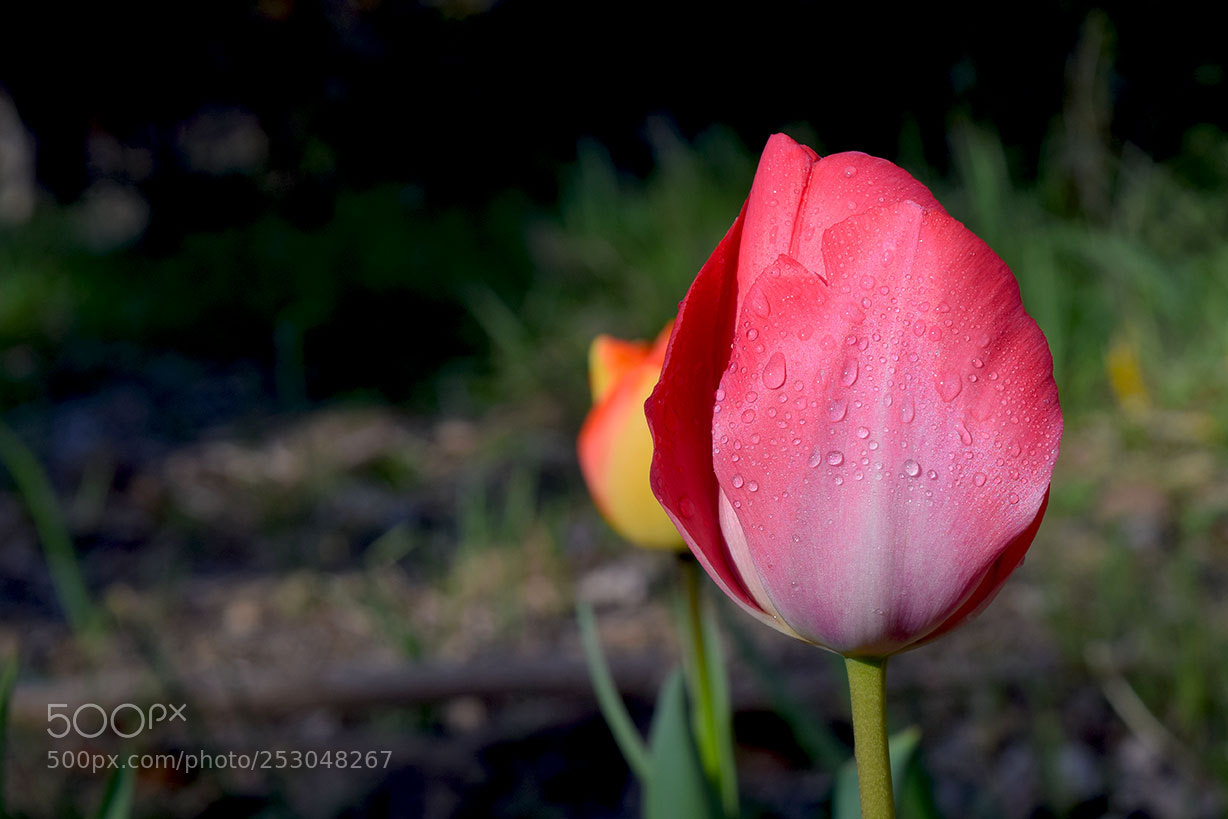 Nikon D5300 sample photo. Tulipanes photography