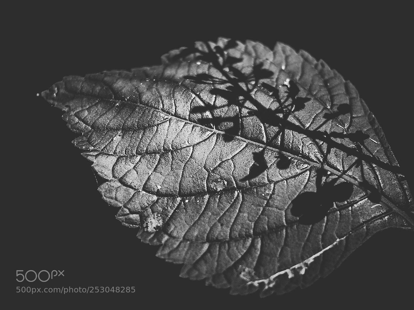 Canon EOS 750D (EOS Rebel T6i / EOS Kiss X8i) sample photo. Reflective leaf photography