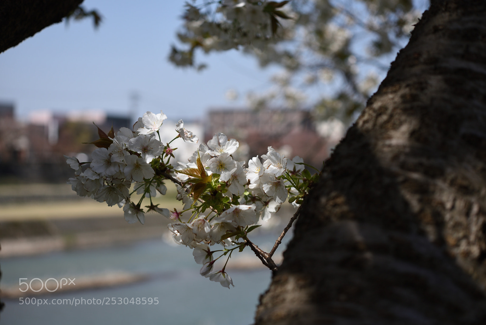 Nikon AF-S Micro-Nikkor 60mm F2.8G ED sample photo. 金沢・犀川べりの桜 photography