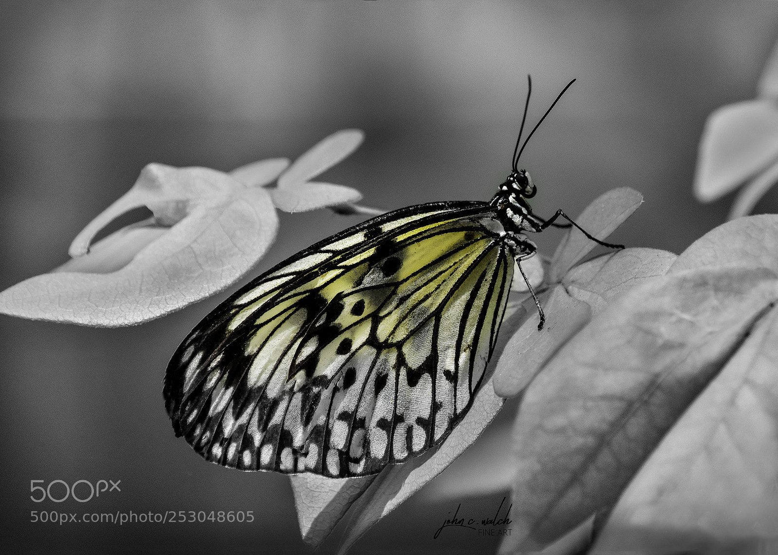 Nikon D5500 sample photo. Bfly b&w photography