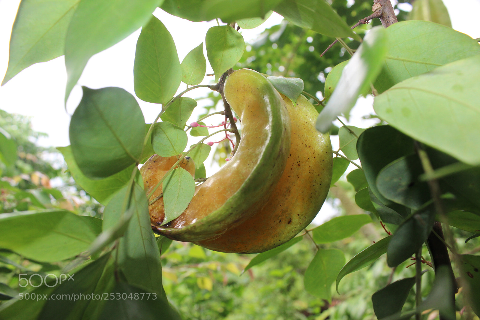 Canon EOS 600D (Rebel EOS T3i / EOS Kiss X5) sample photo. Belimbing puring photography