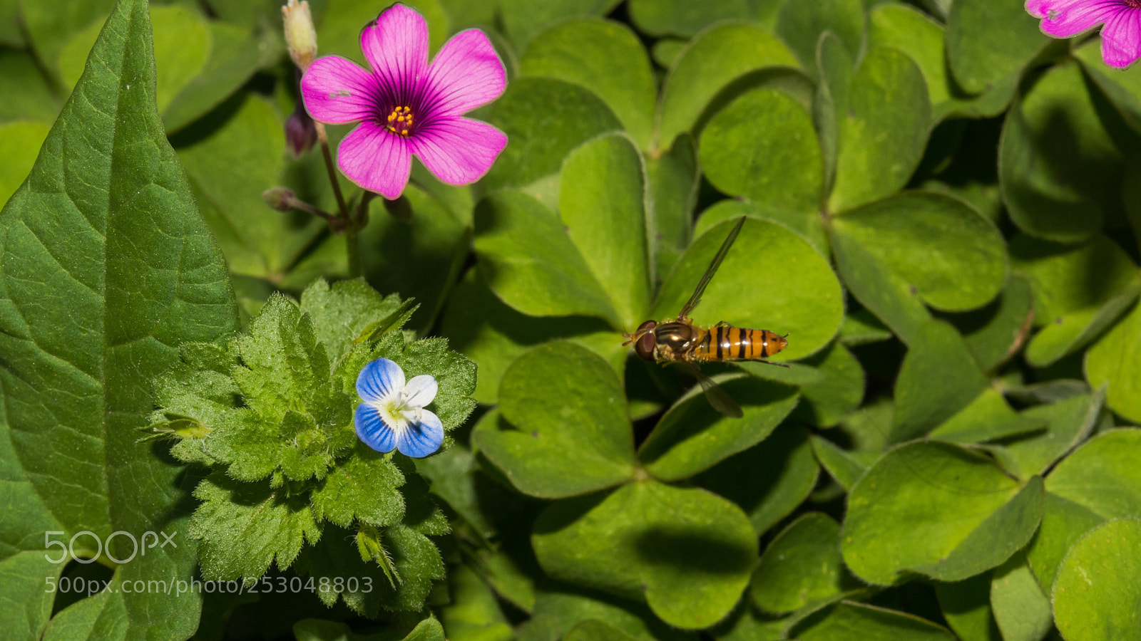 Nikon D810 sample photo. Dragonfly flying towards flowers photography