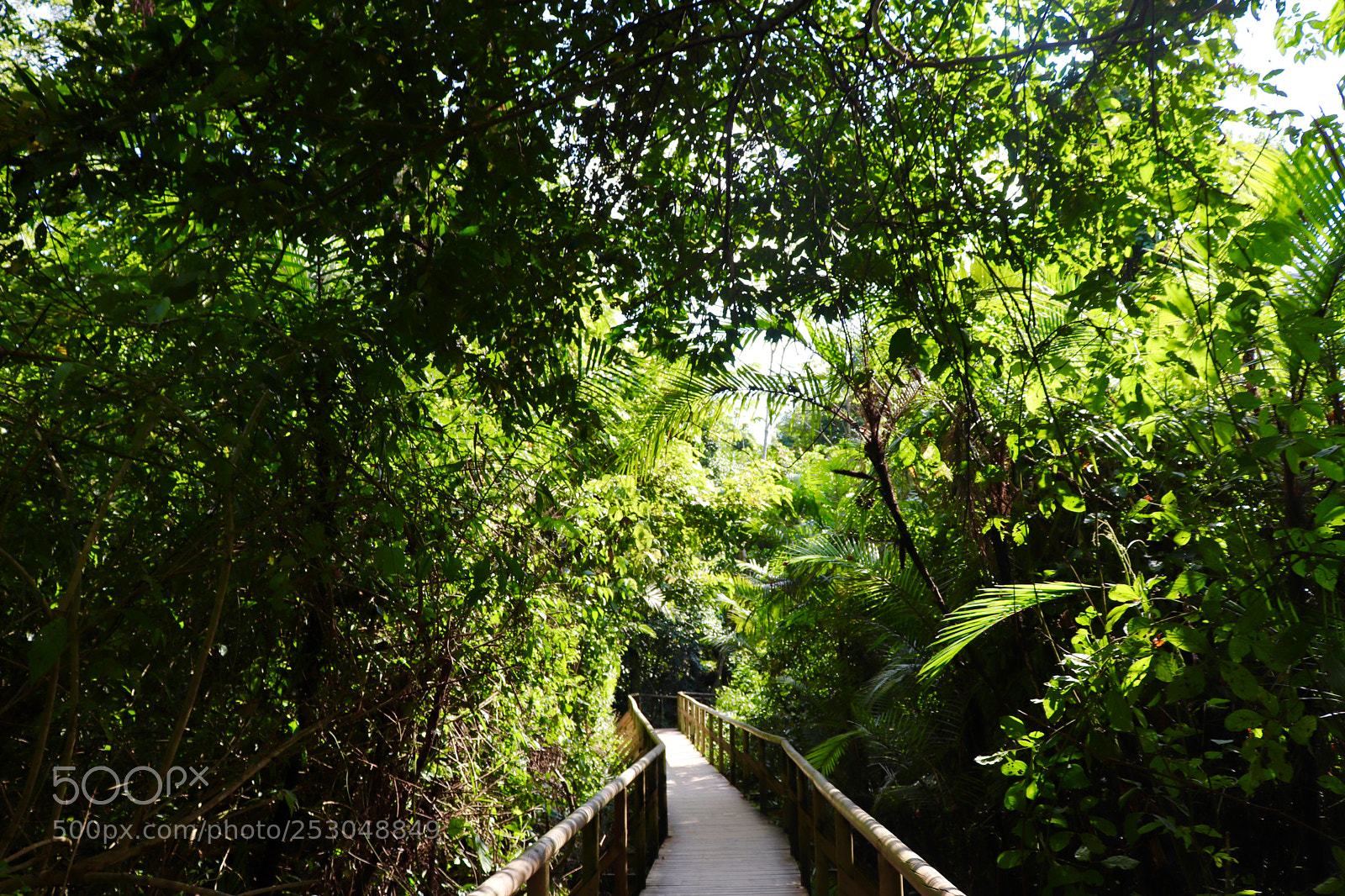 Canon EOS 800D (EOS Rebel T7i / EOS Kiss X9i) sample photo. Jungle pathway photography
