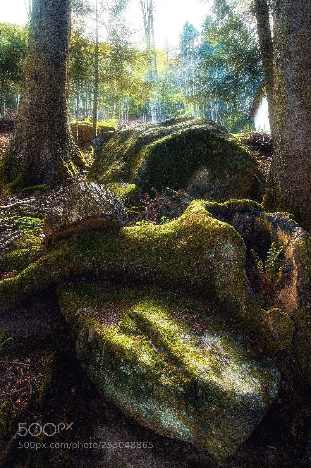 Nikon D300 sample photo. Fairy forest photography