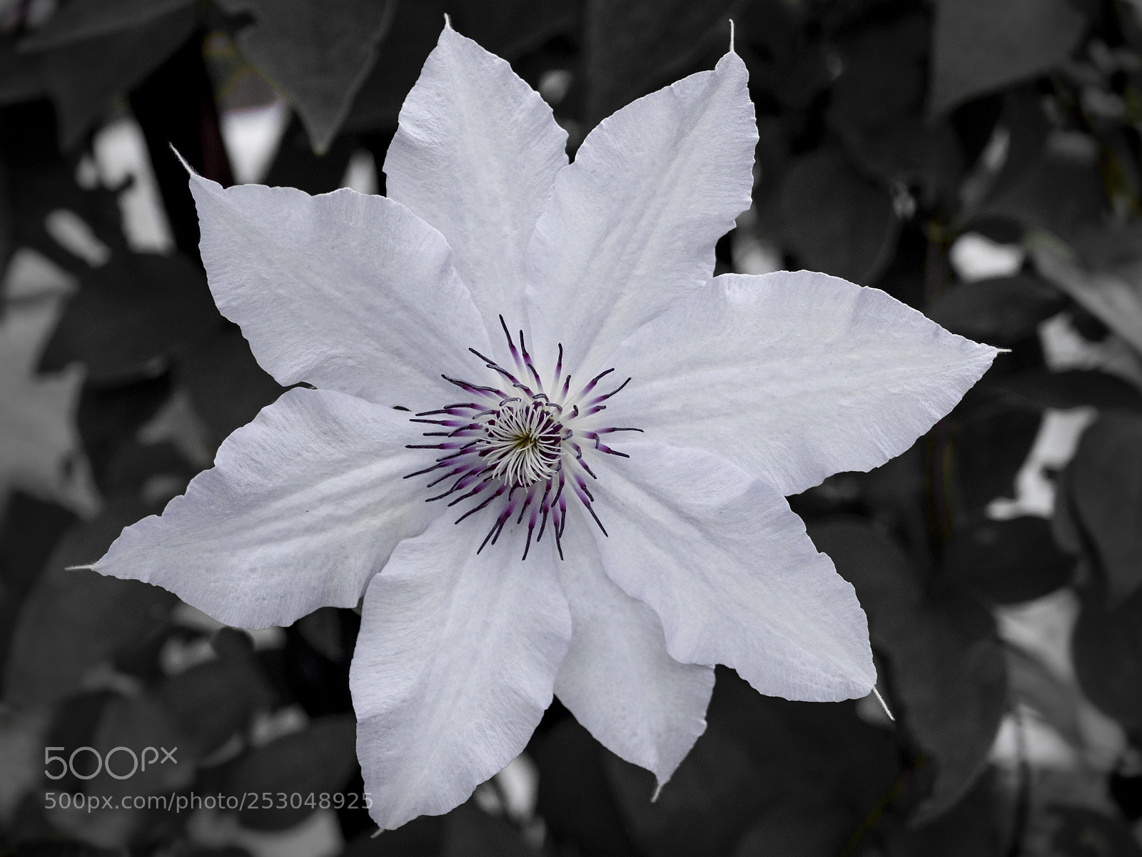 Olympus OM-D E-M1 sample photo. Clematis flower in bloom photography