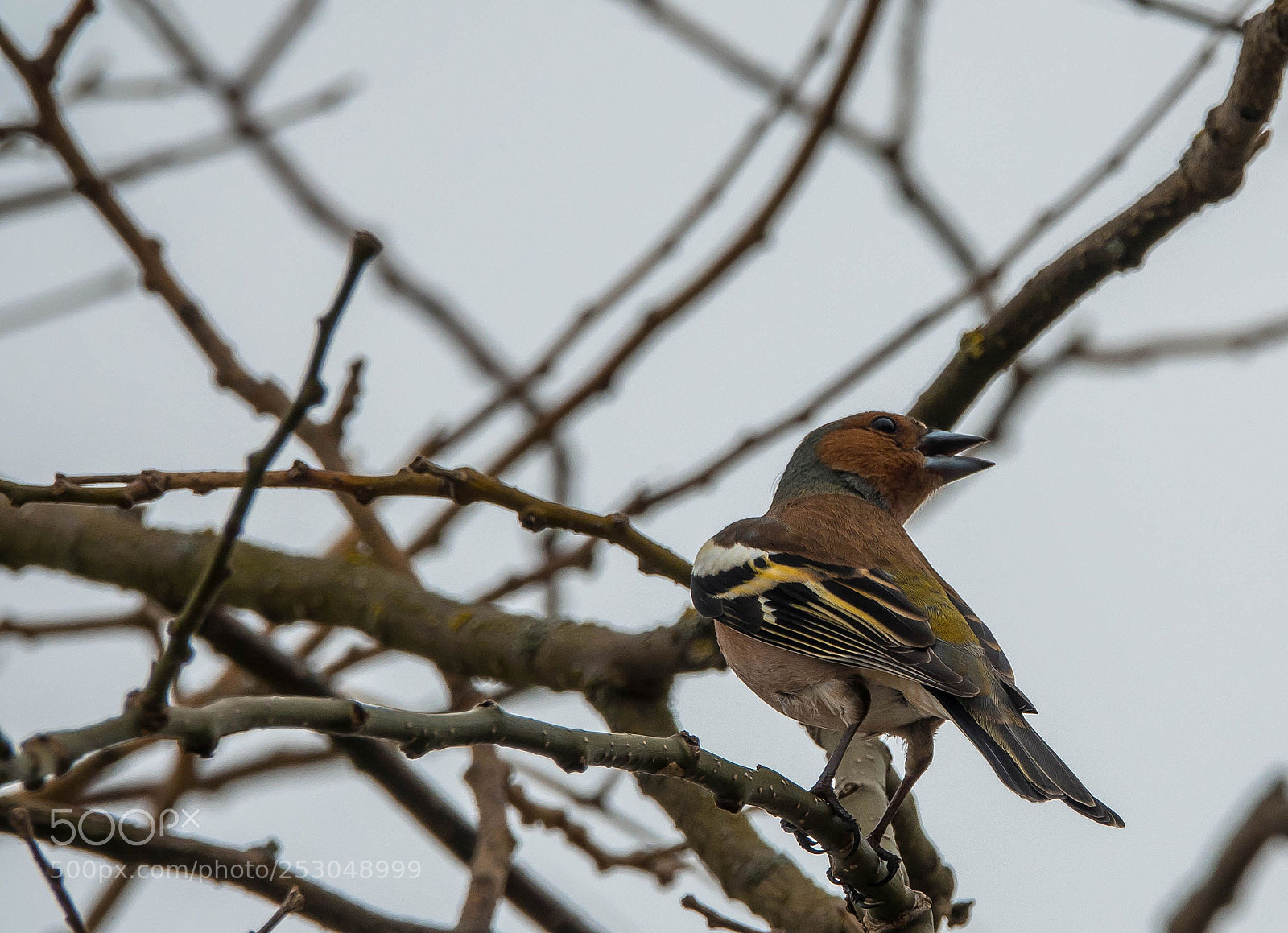 Sony Cyber-shot DSC-RX10 III sample photo. Chaffinch - buchfink photography