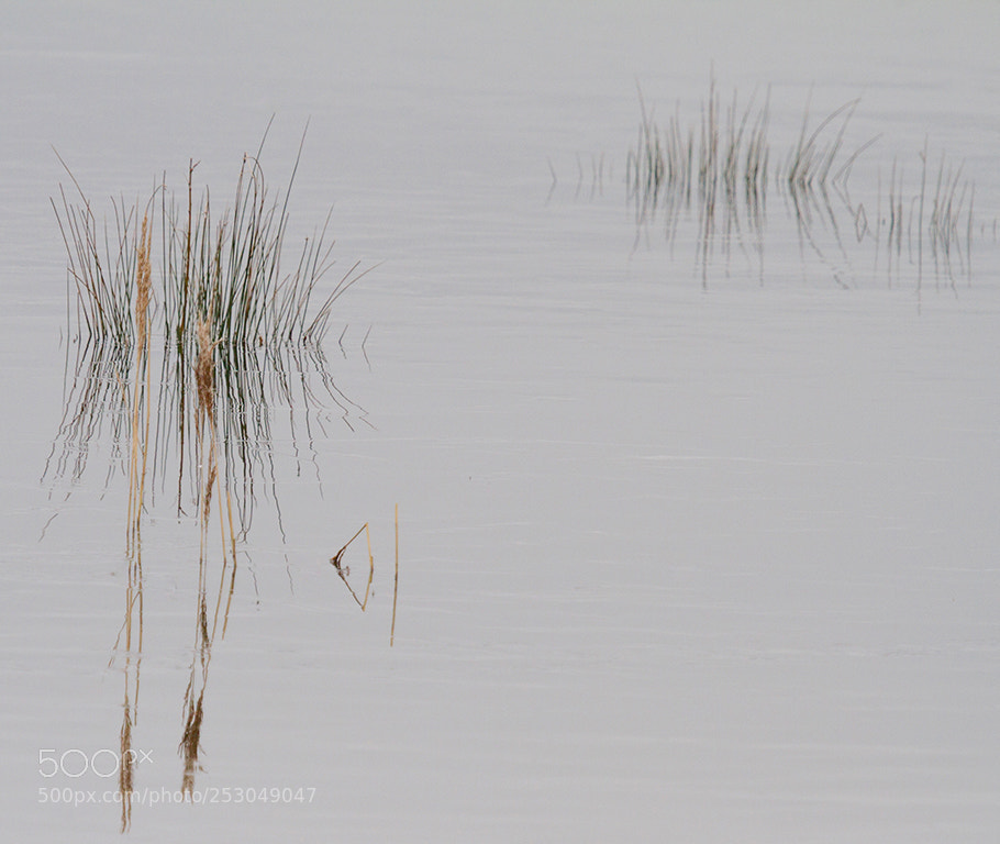 Canon EOS 7D sample photo. While waiting for ducks photography