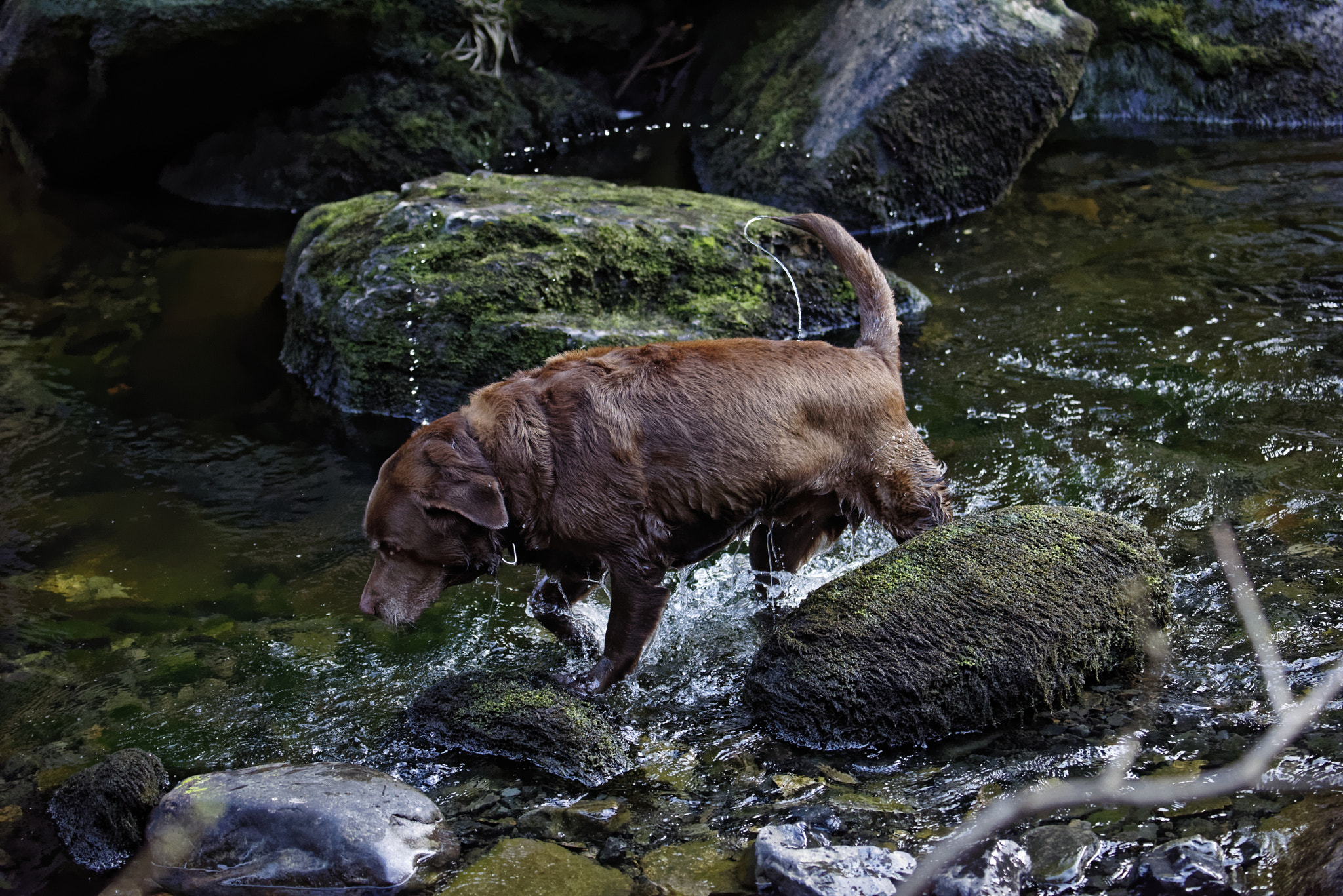 Nikon D810 sample photo. Floyd in verlobungsinsel in der oker.harz. photography