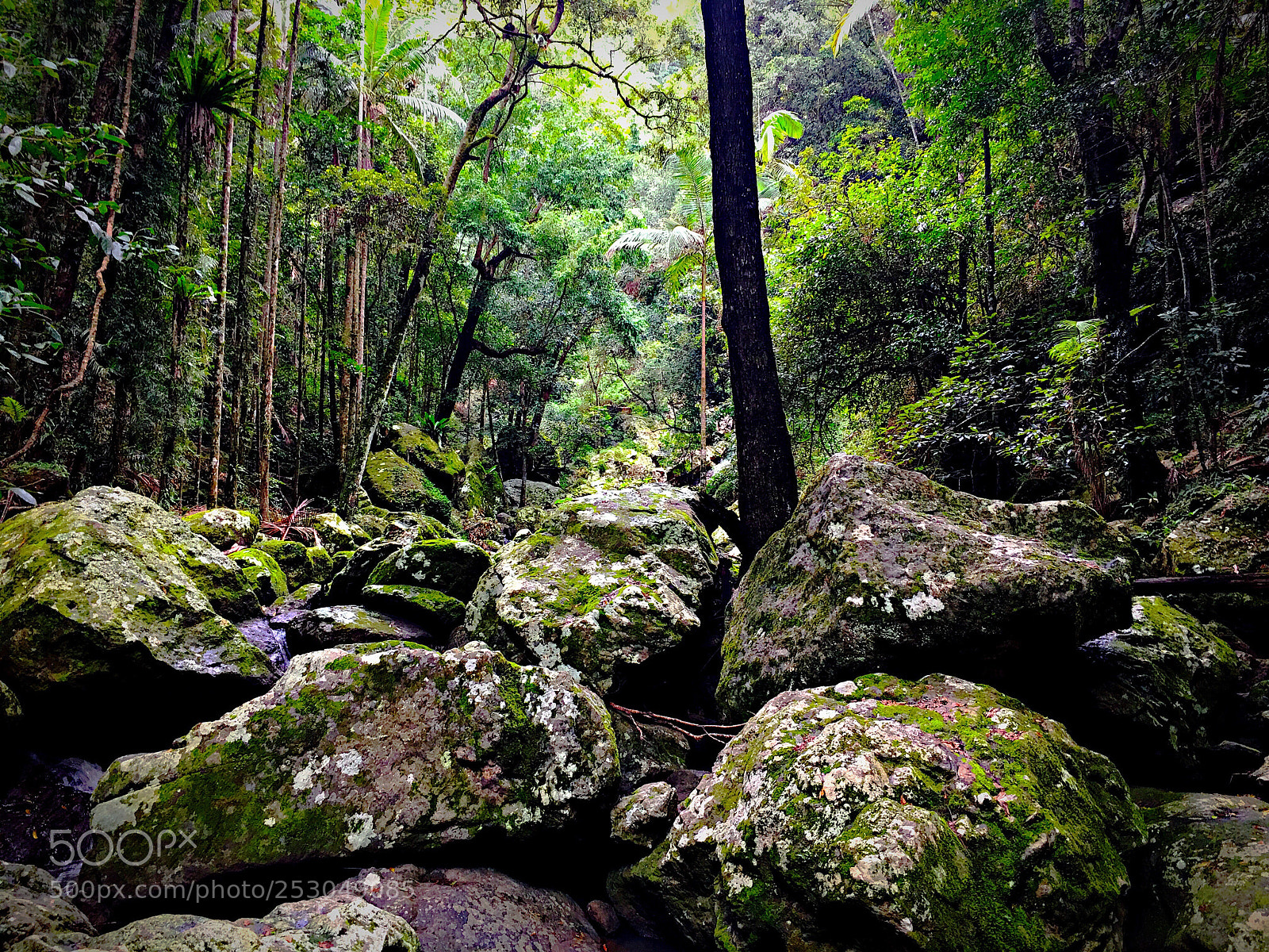 Apple iPhone 6s Plus sample photo. Piece of rainforrest photography