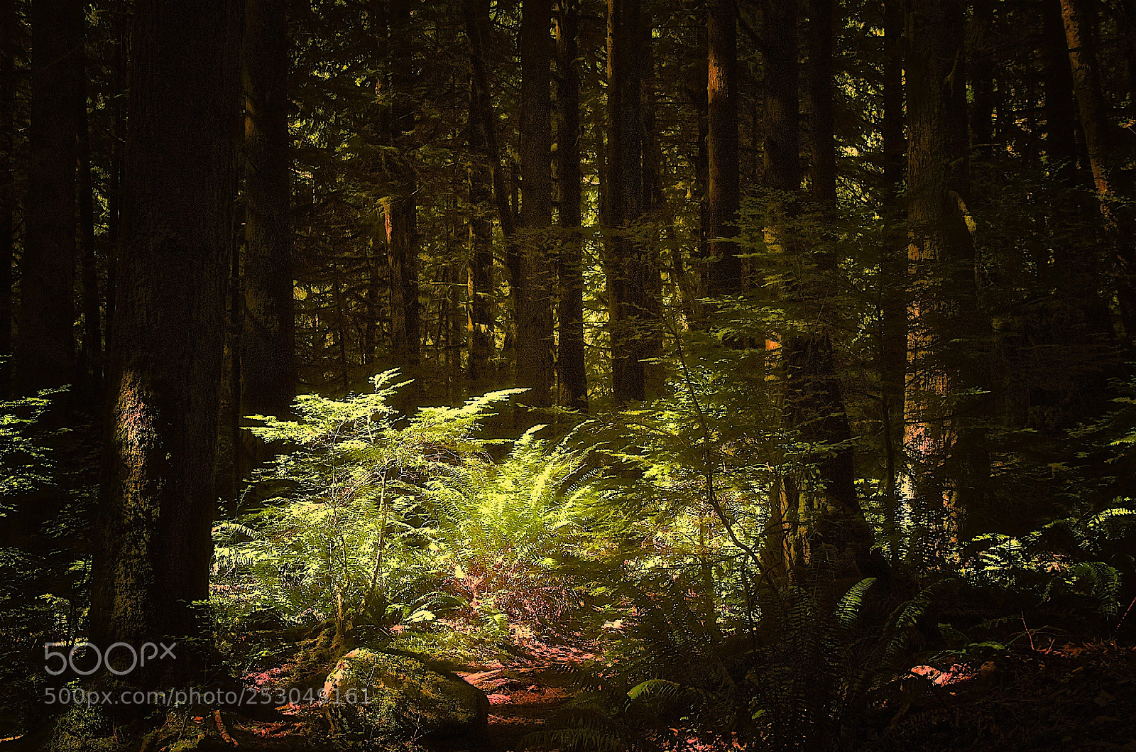 Pentax K-5 sample photo. A forest i once photography