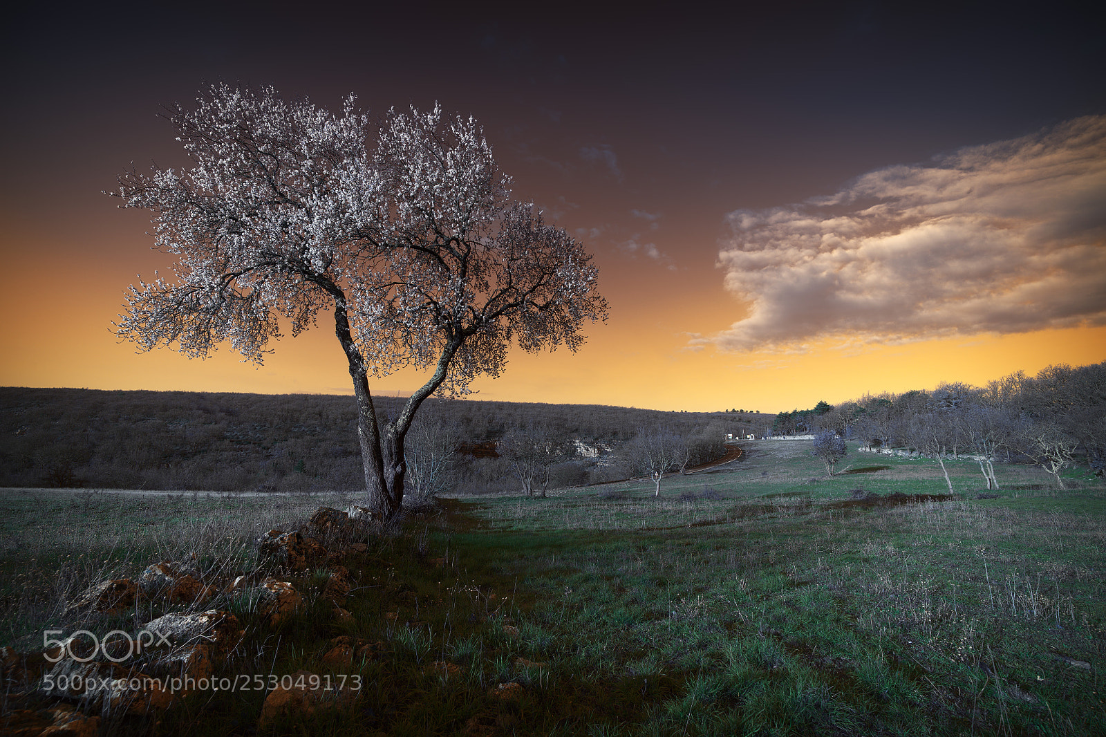 Nikon D850 sample photo. The tree (final version) photography