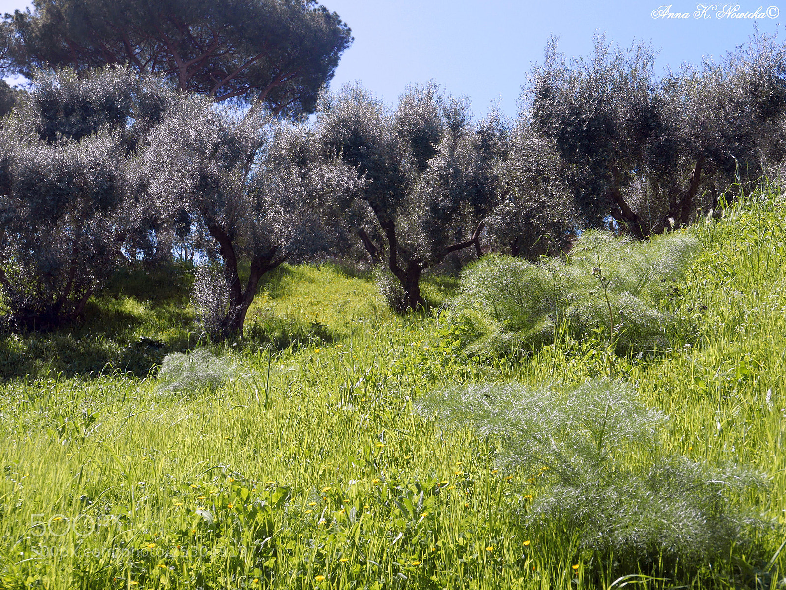 Panasonic Lumix DMC-LX100 sample photo. Villa borghese1 photography