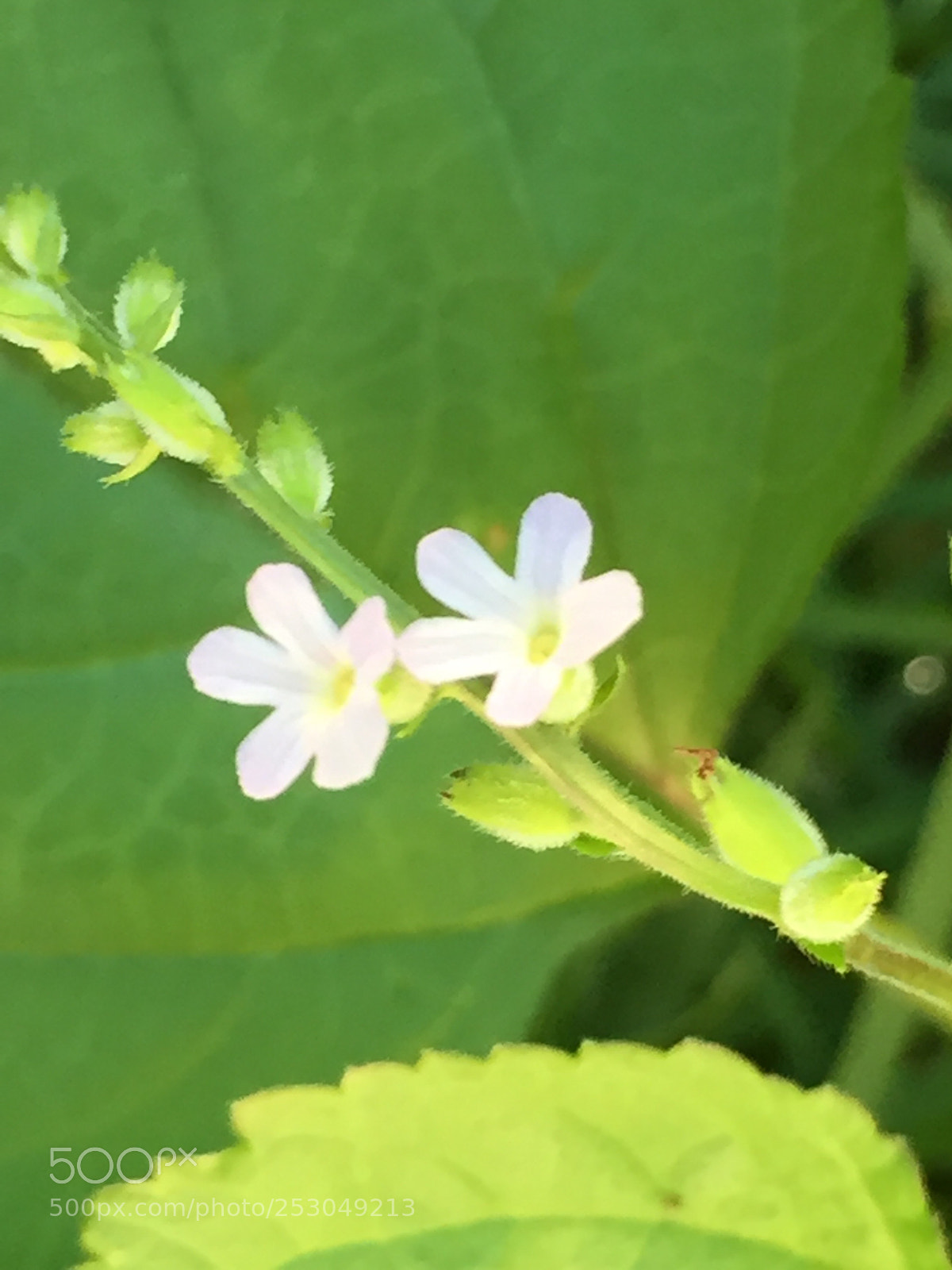 Apple iPhone 6 sample photo. Untitled photography